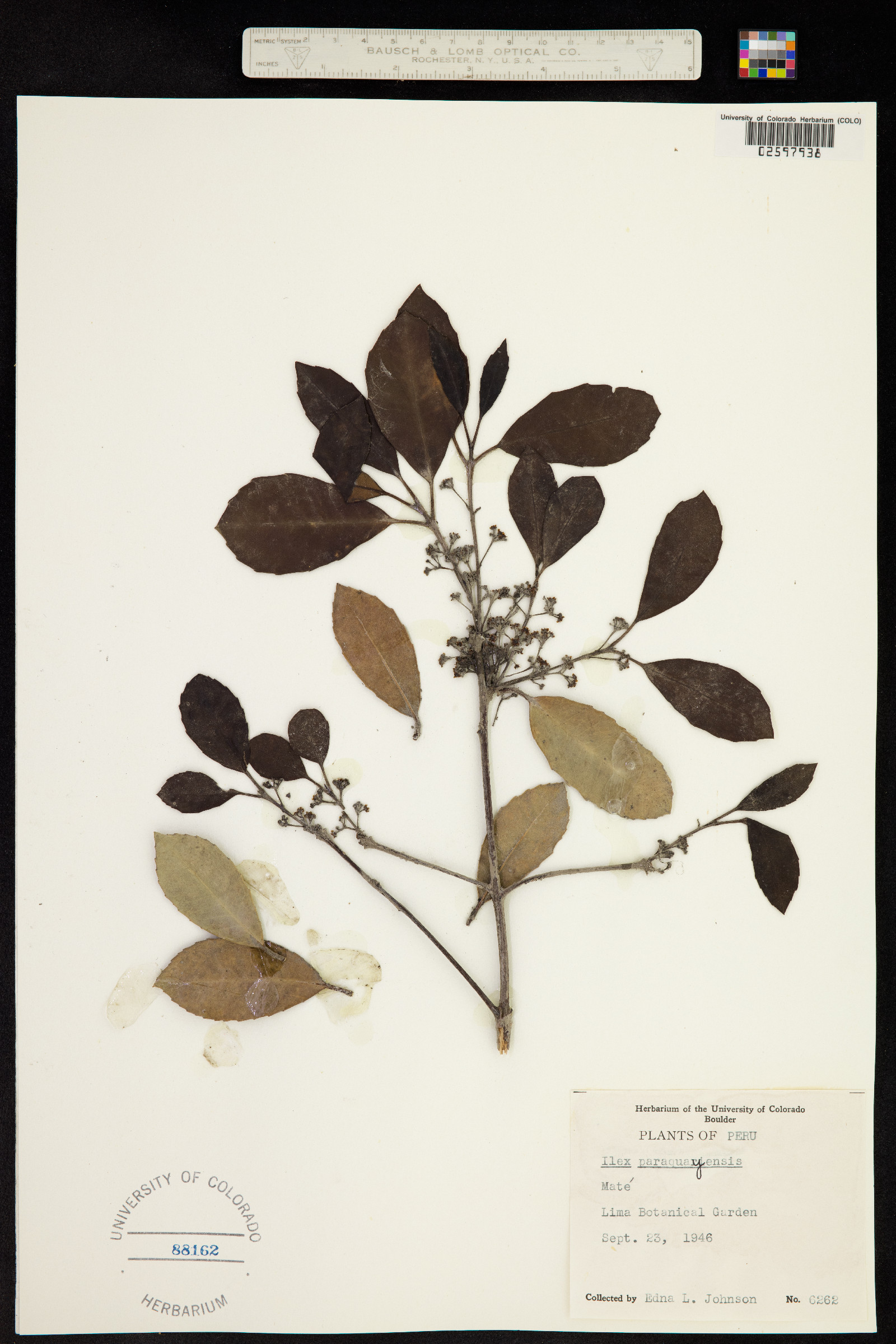 Ilex paraguariensis image