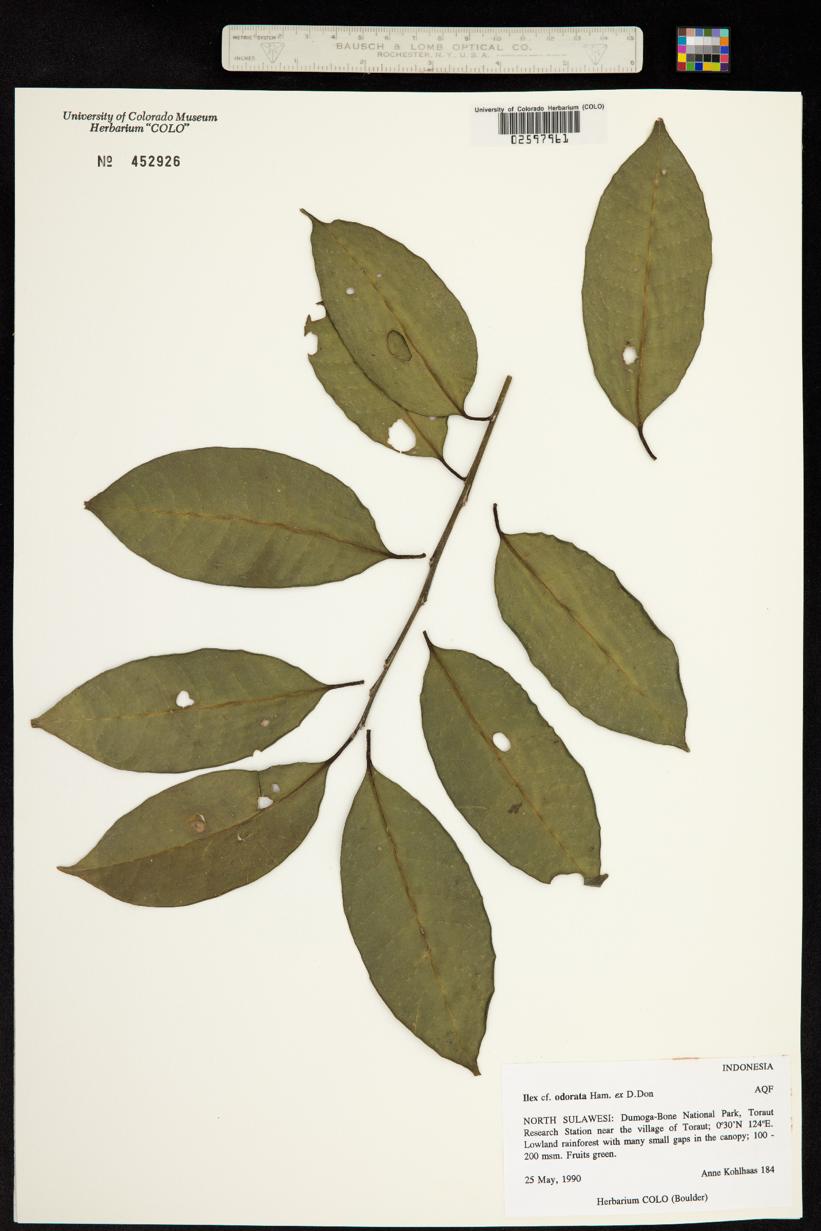 Ilex odorata image