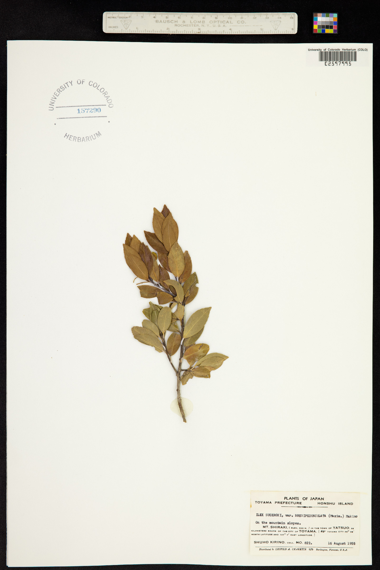 Ilex sugeroki image