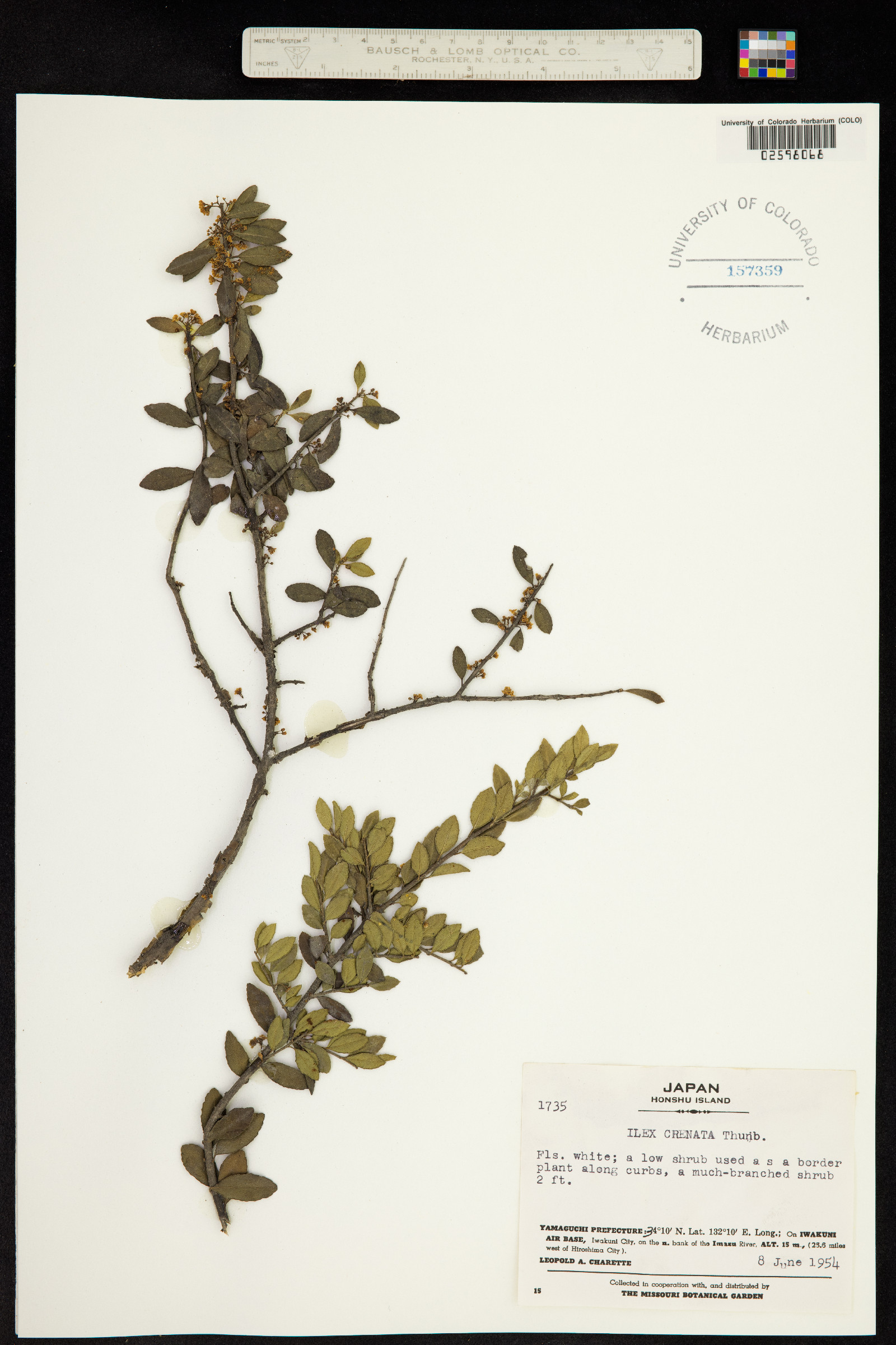 Ilex crenata image