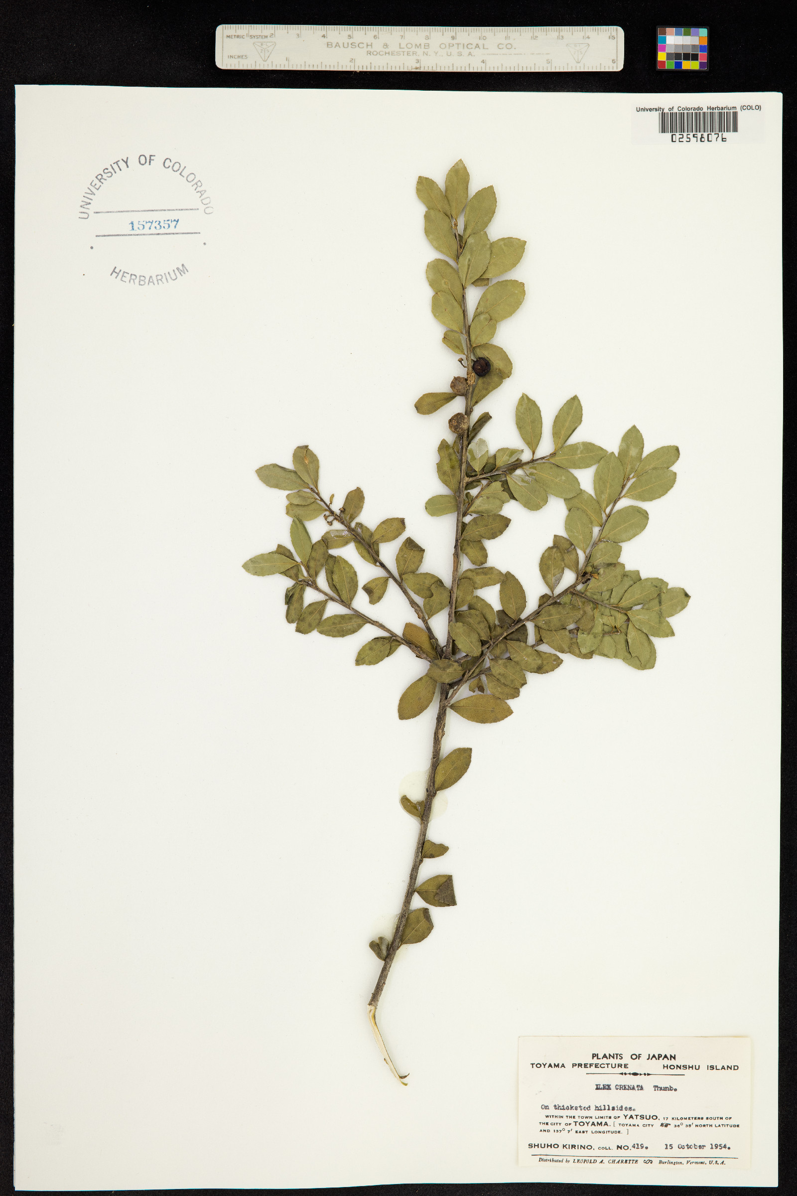Ilex crenata image