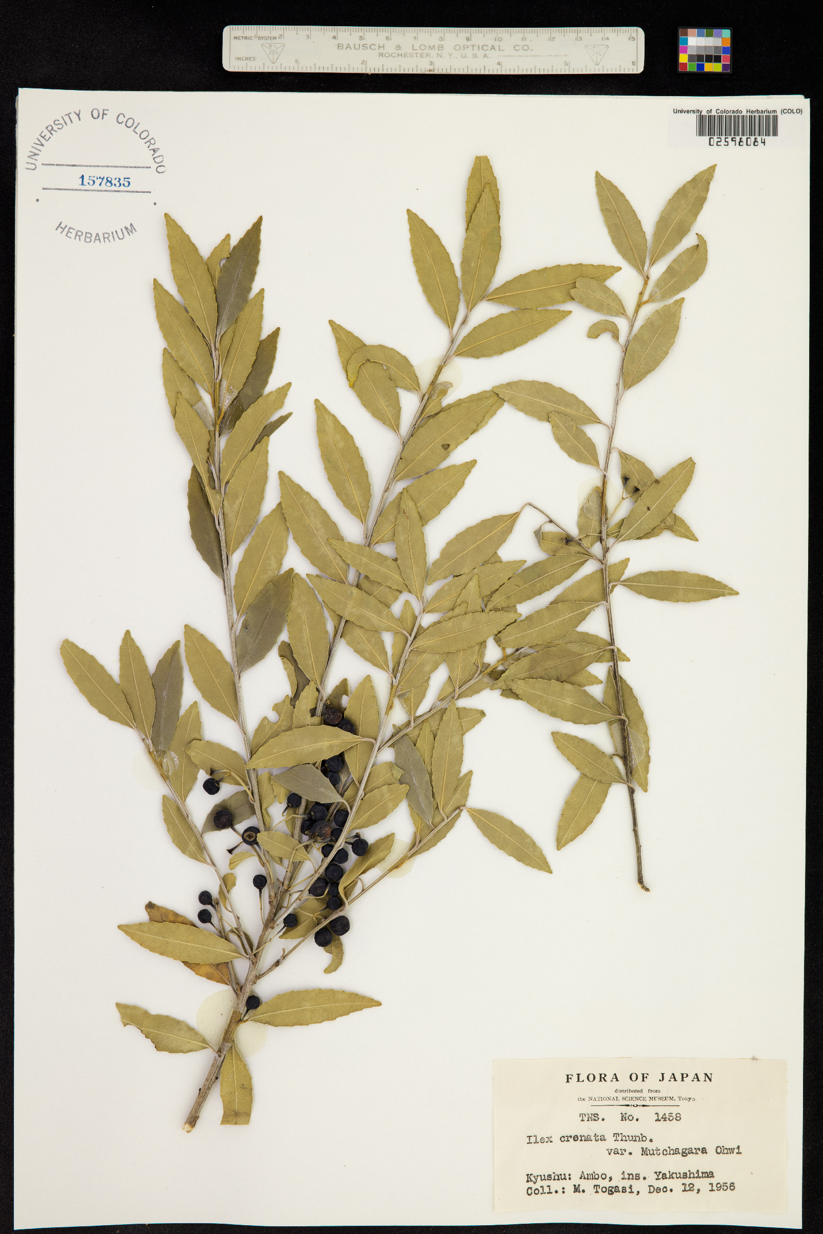 Ilex crenata image