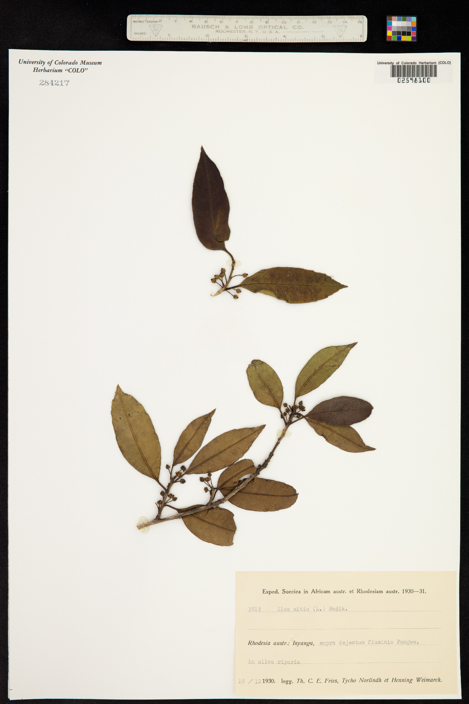 Ilex mitis image