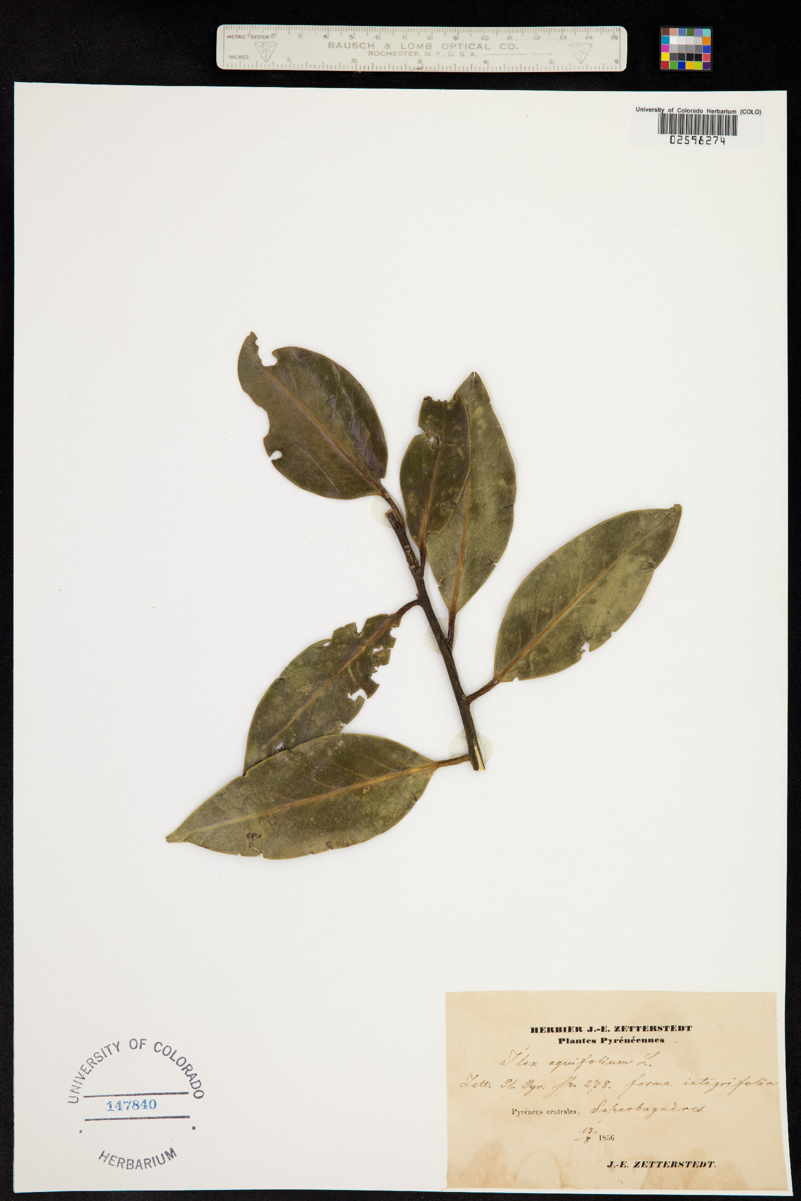 Ilex image