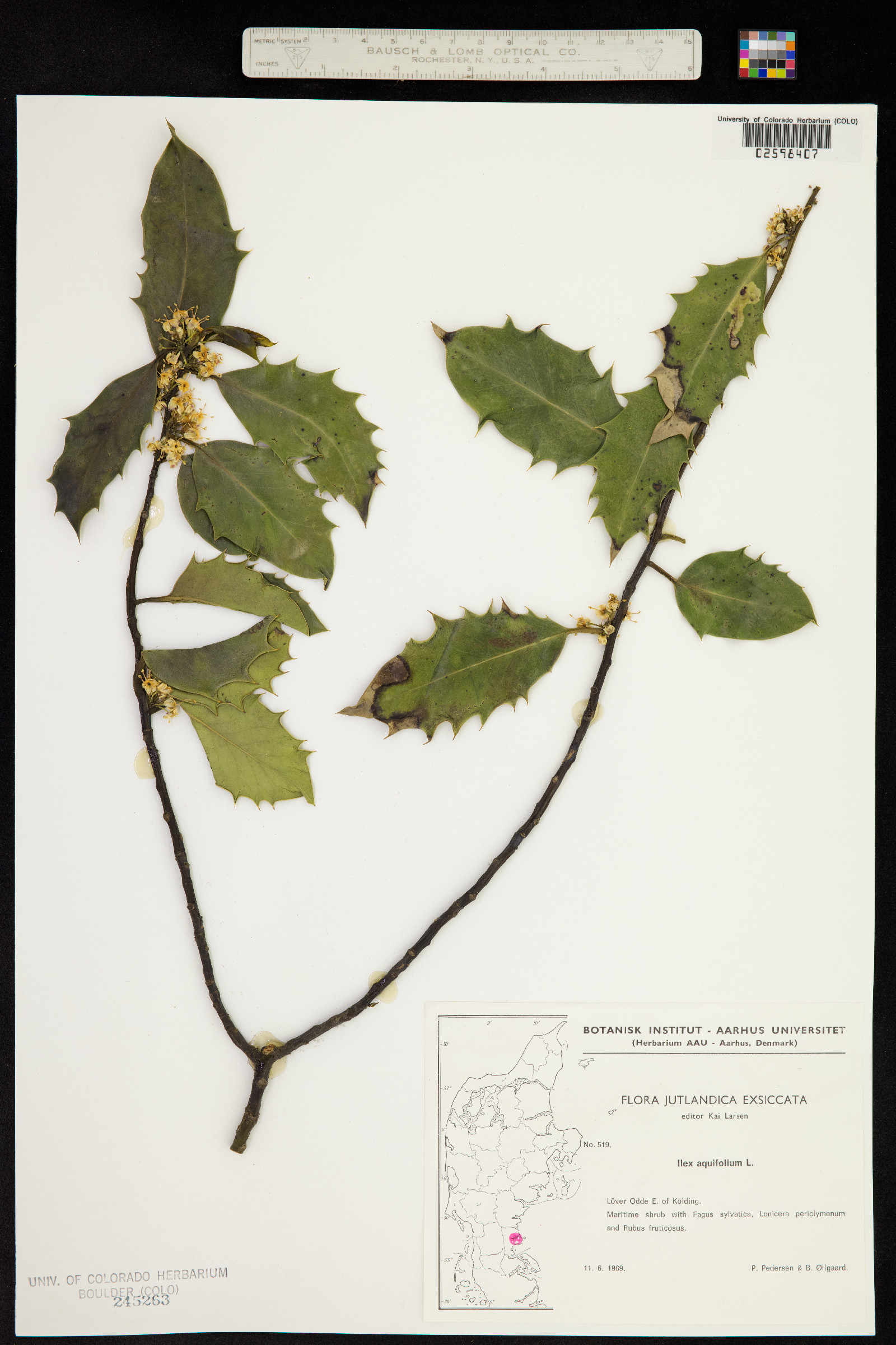 Ilex aquifolium image