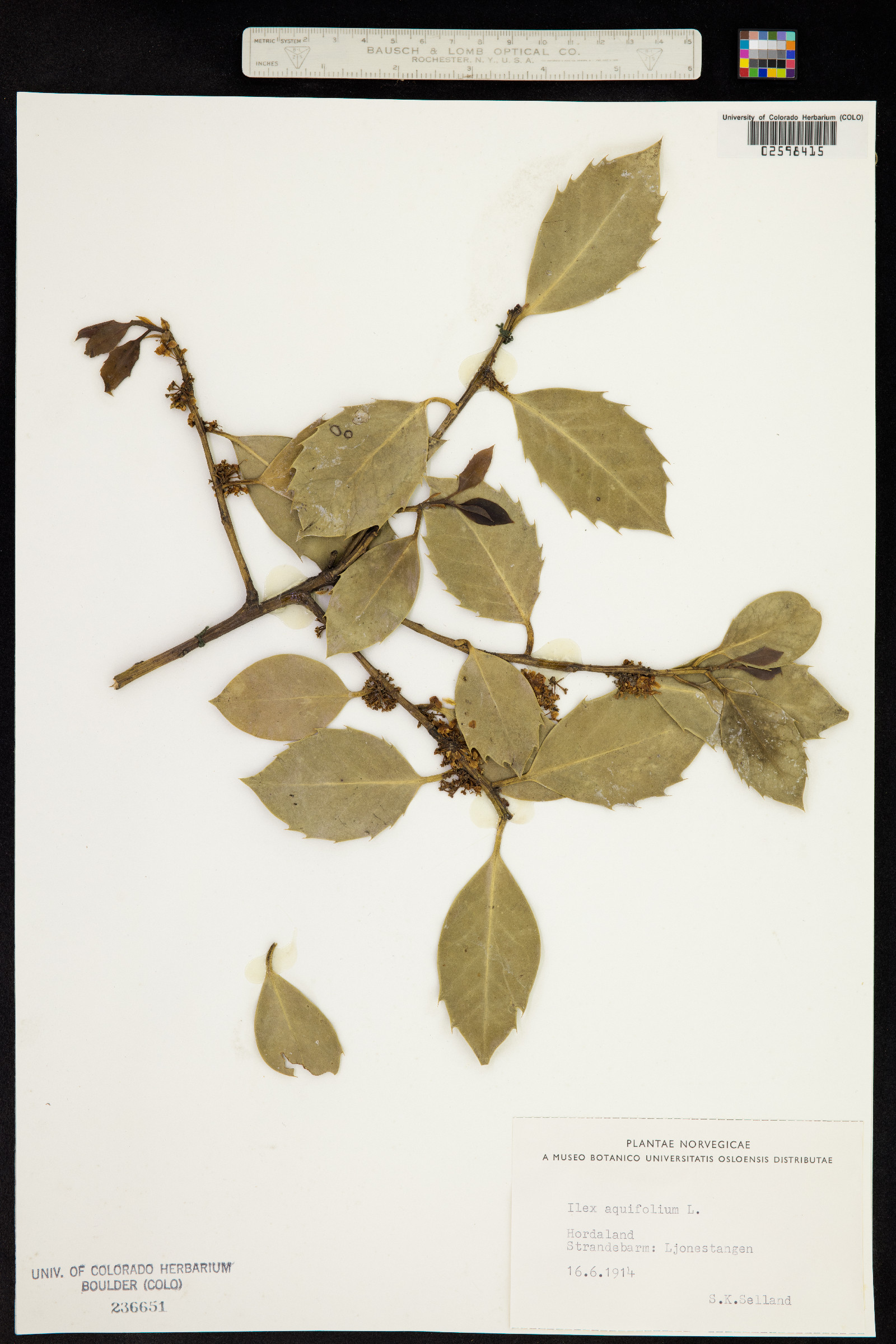 Ilex aquifolium image