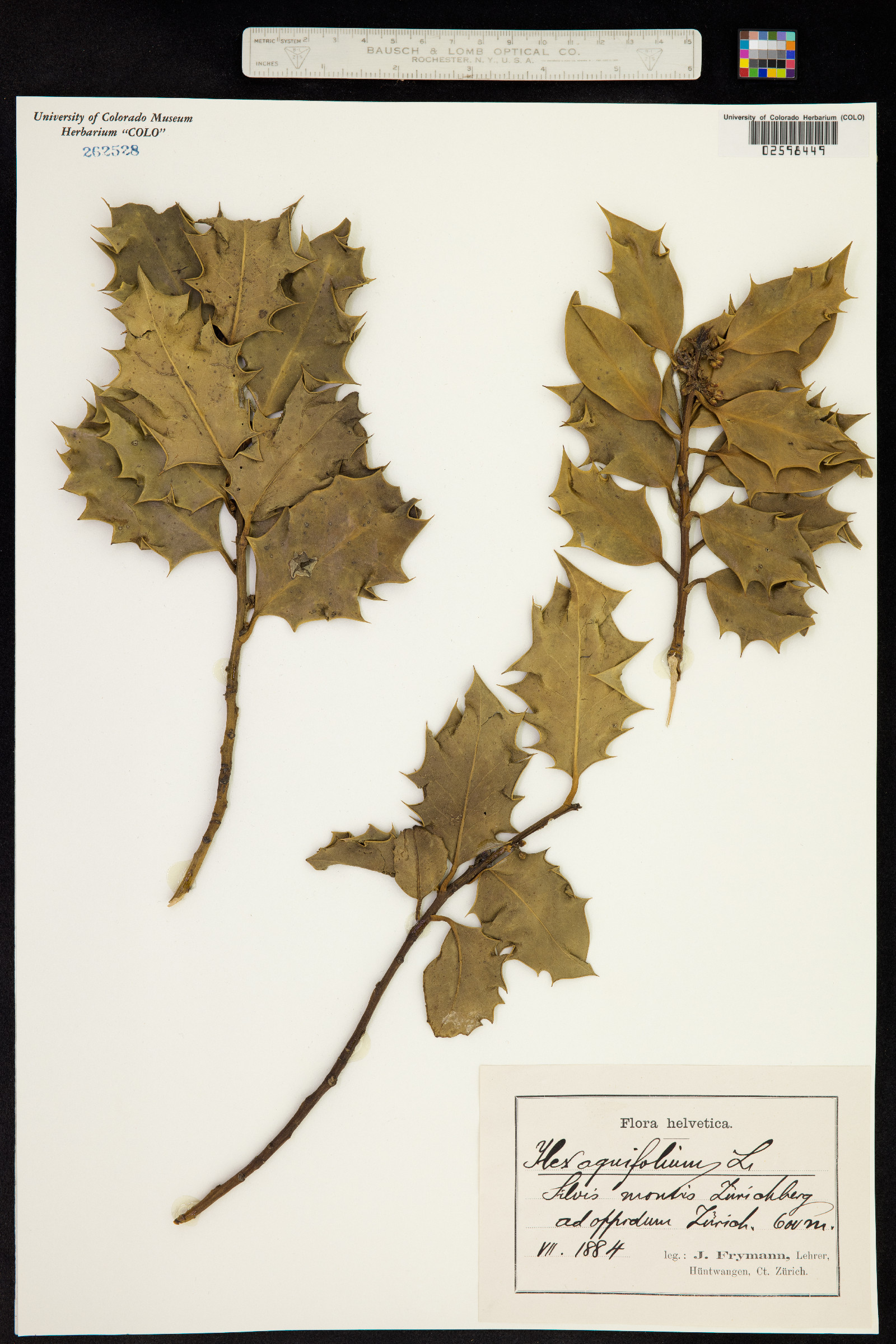 Ilex image