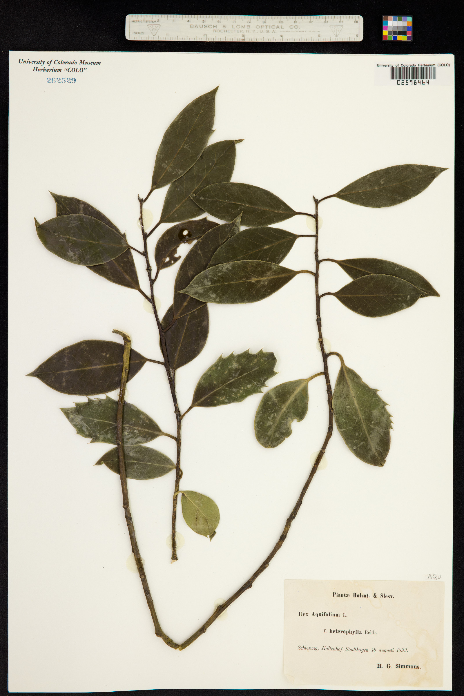 Ilex image