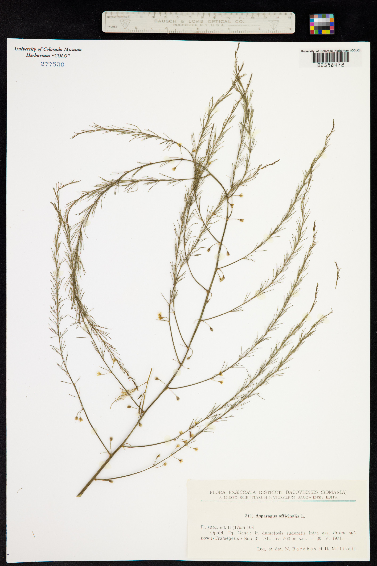 Asparagus officinalis image