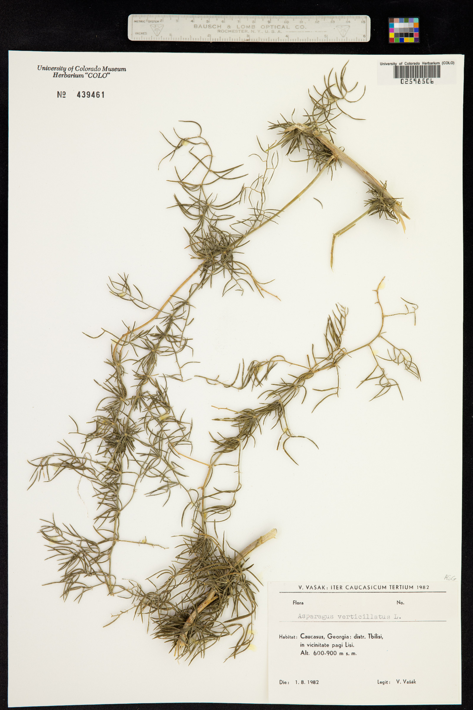 Asparagus officinalis image
