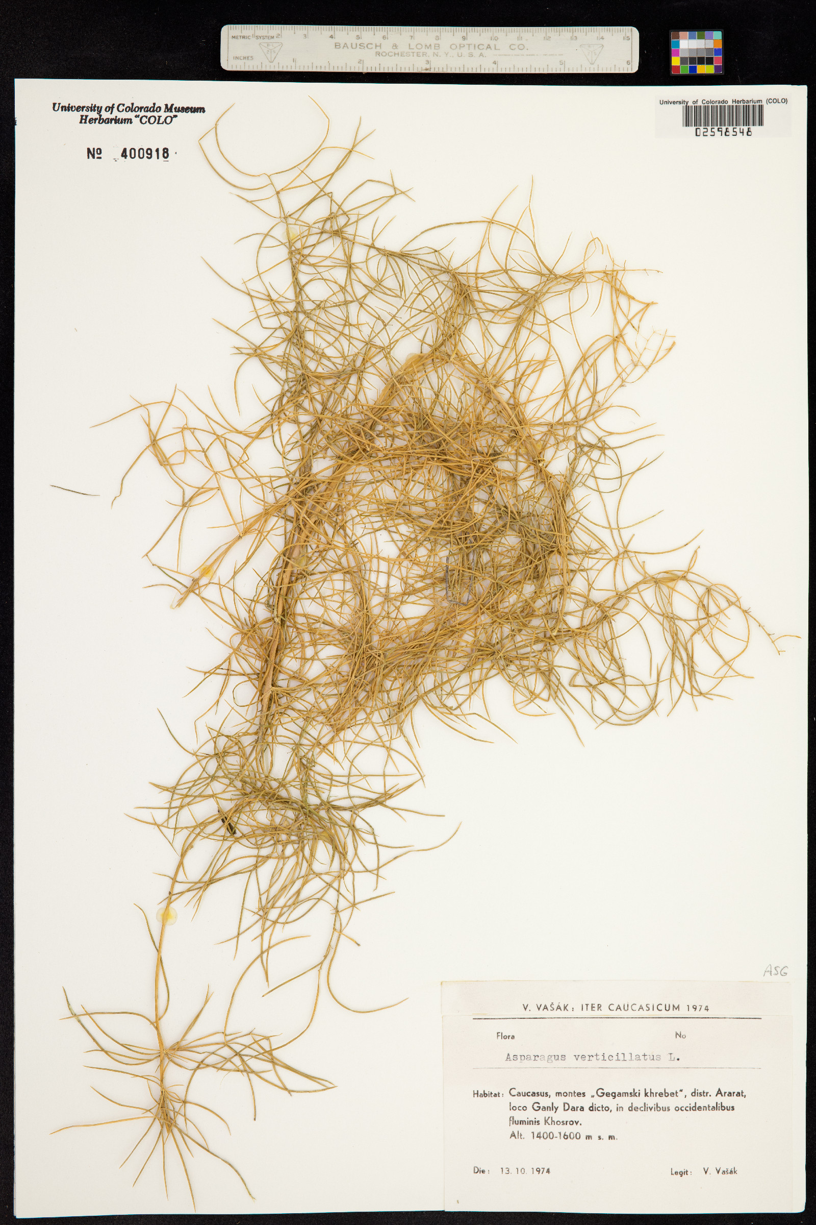 Asparagus officinalis image