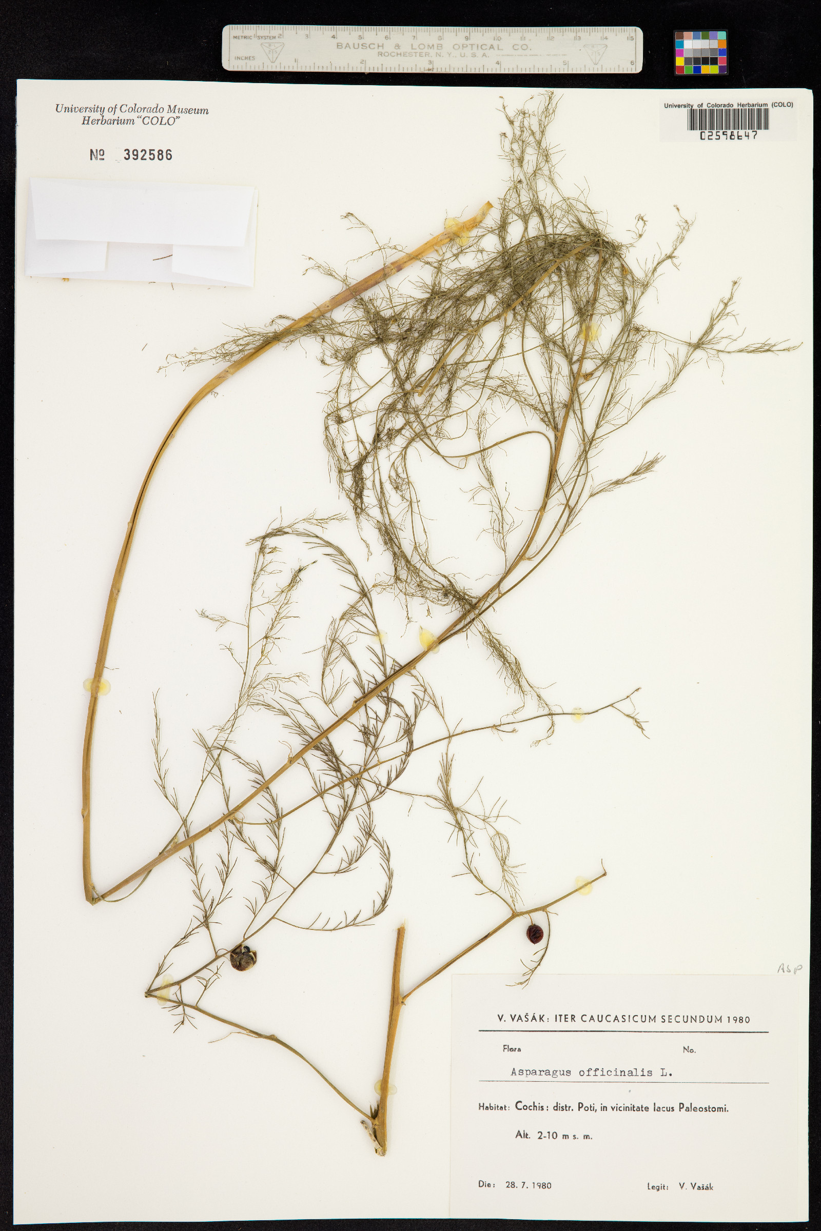 Asparagus officinalis image