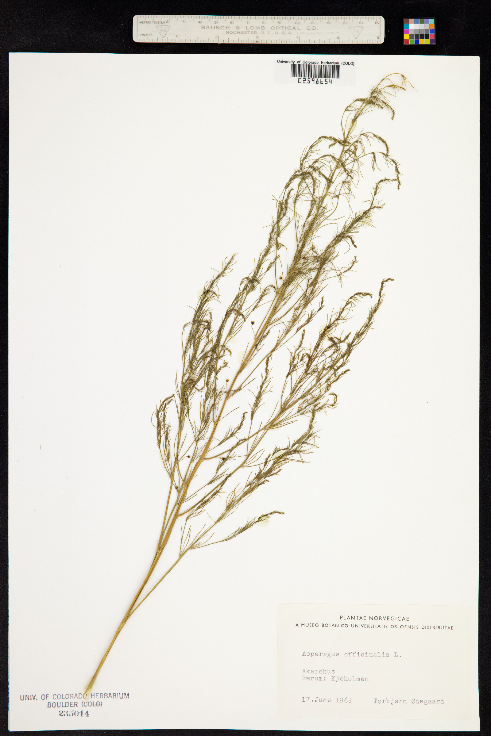 Asparagus officinalis image
