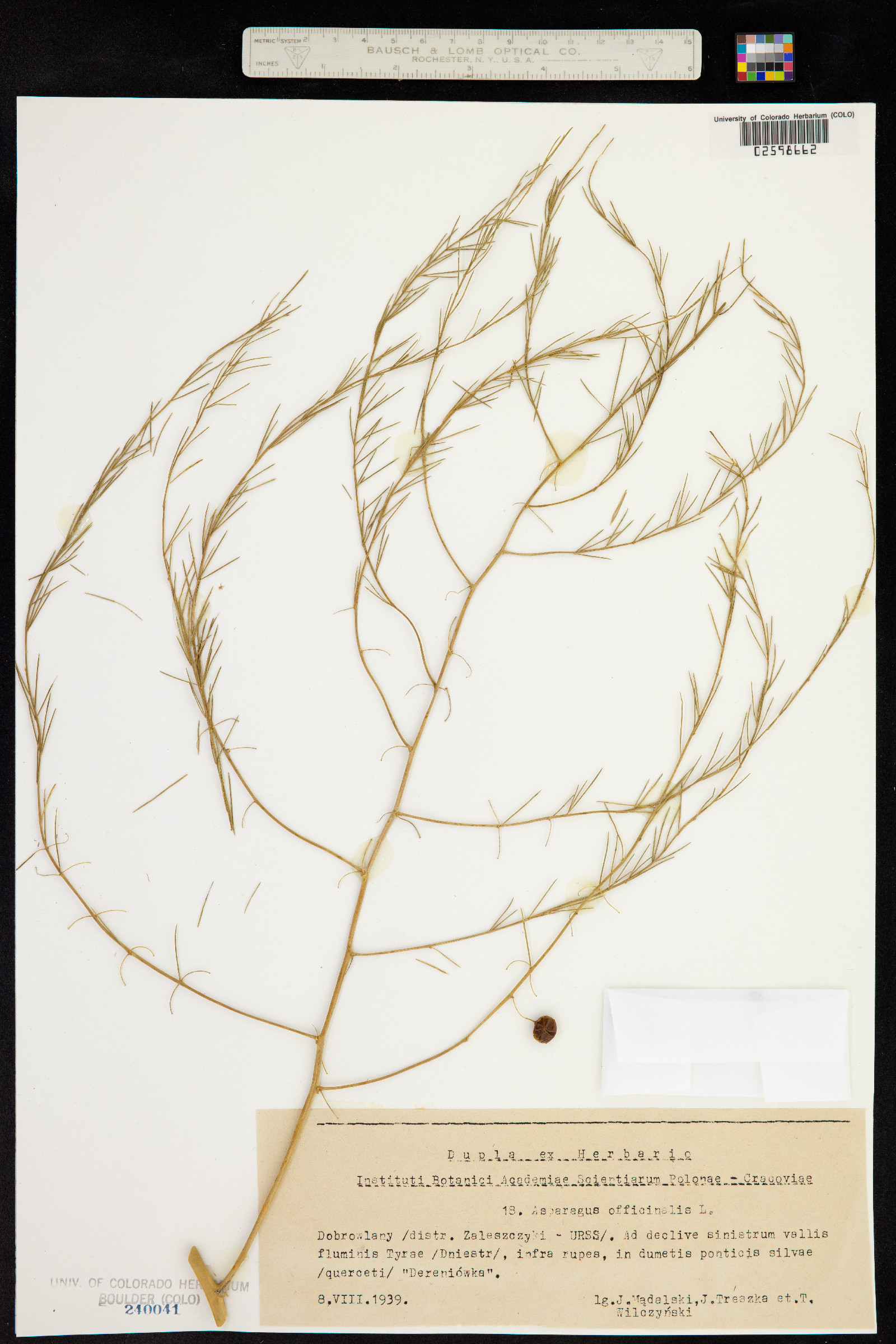 Asparagus officinalis image