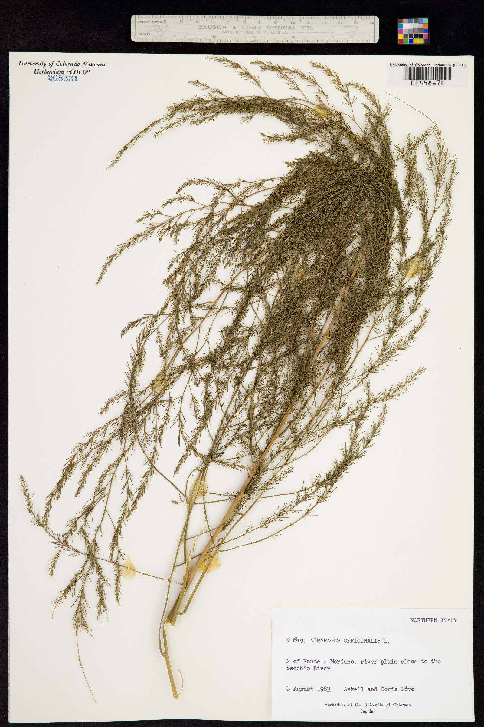 Asparagus officinalis image