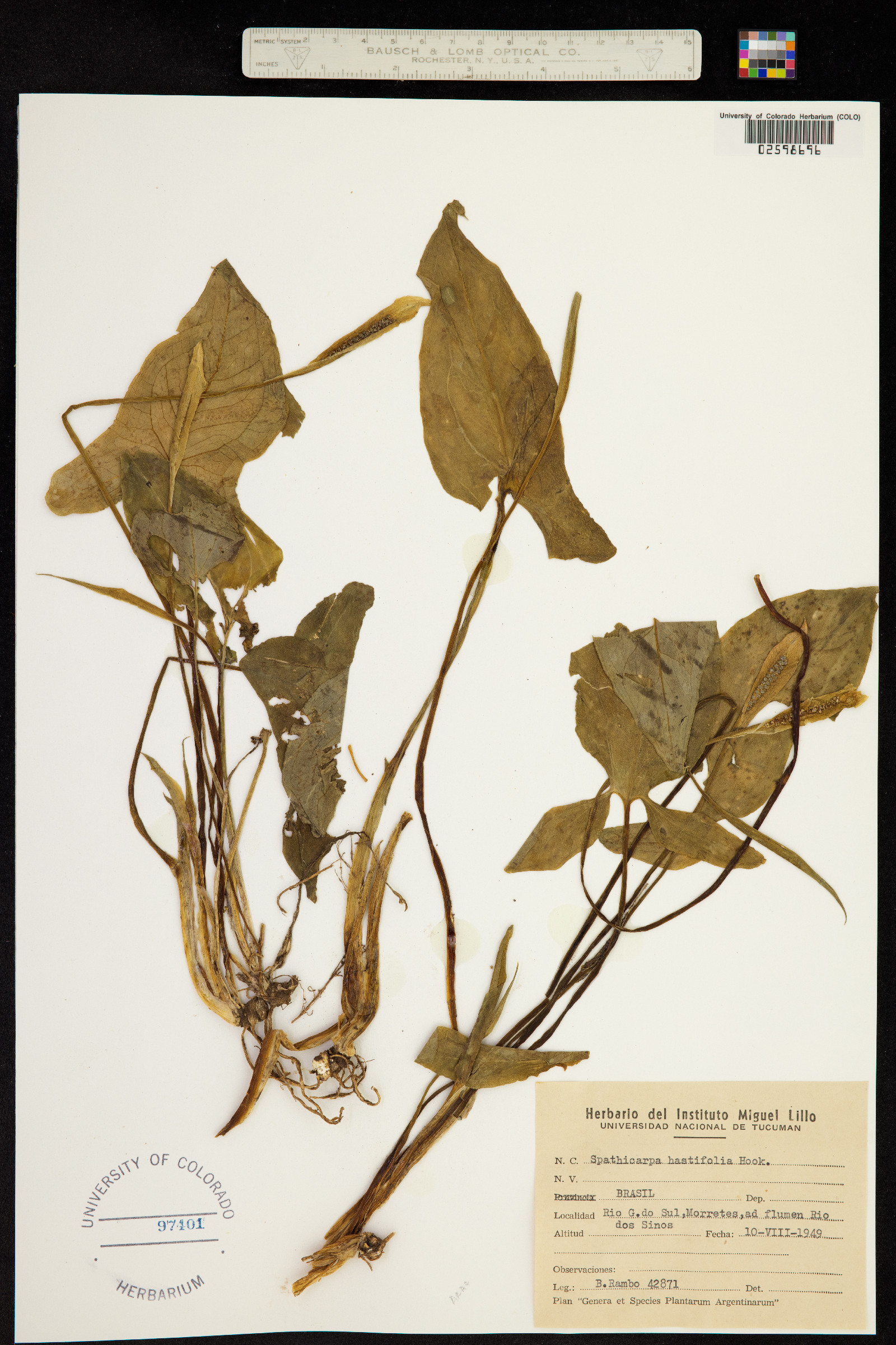 Spathicarpa hastifolia image