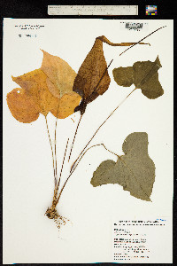 Typhonium roxburghii image