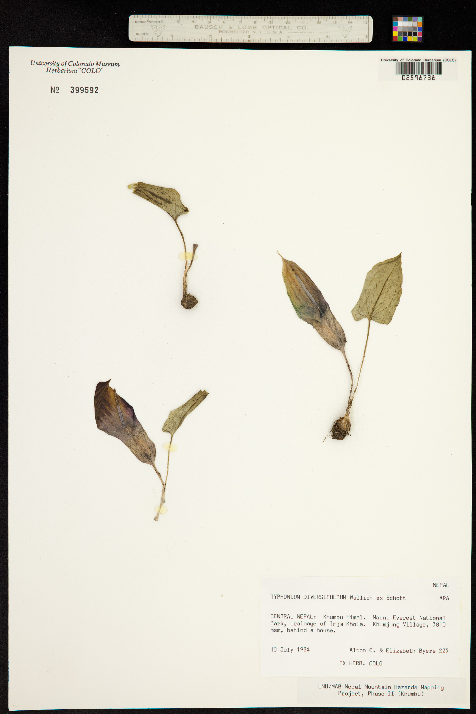 Sauromatum diversifolium image