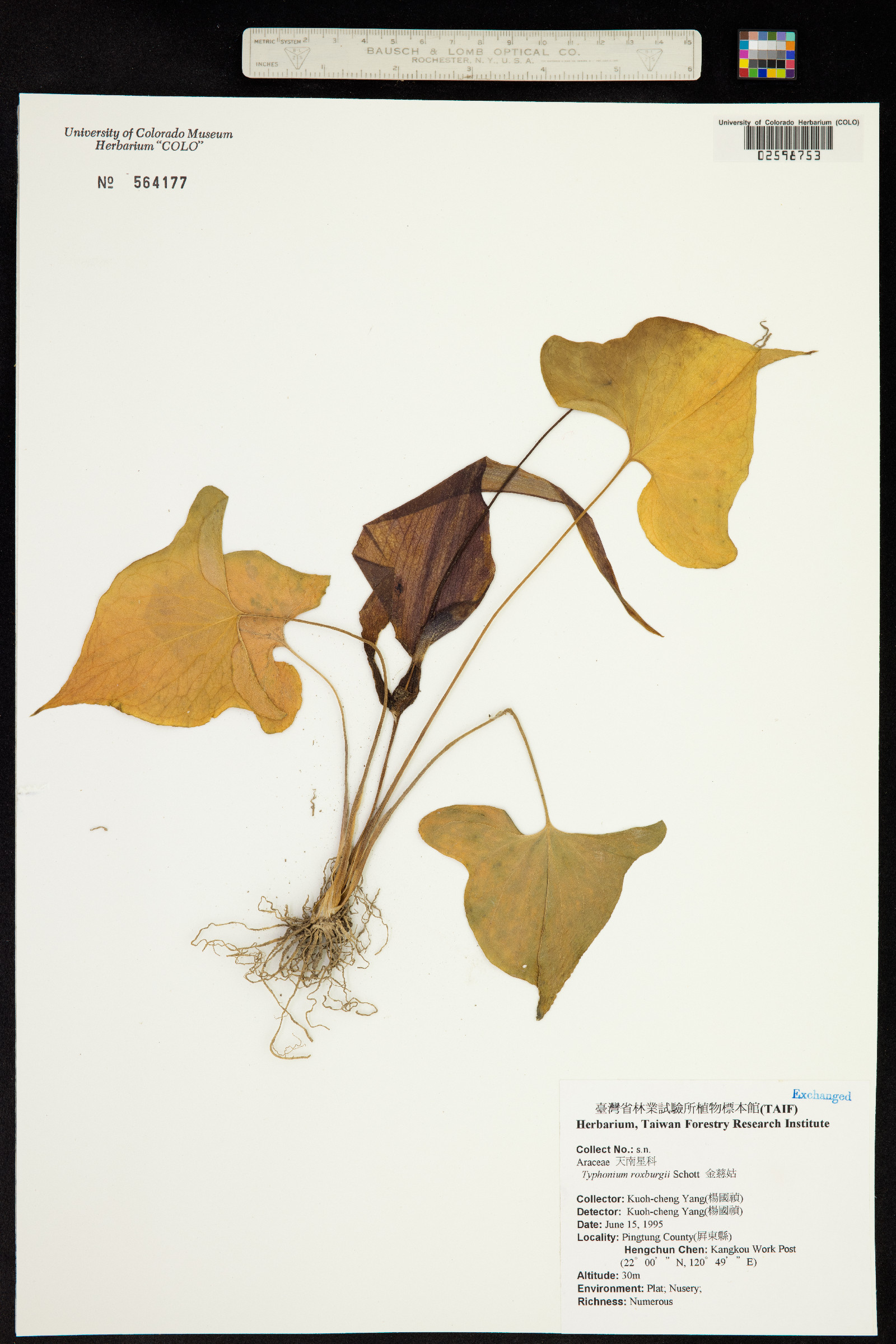 Typhonium roxburghii image