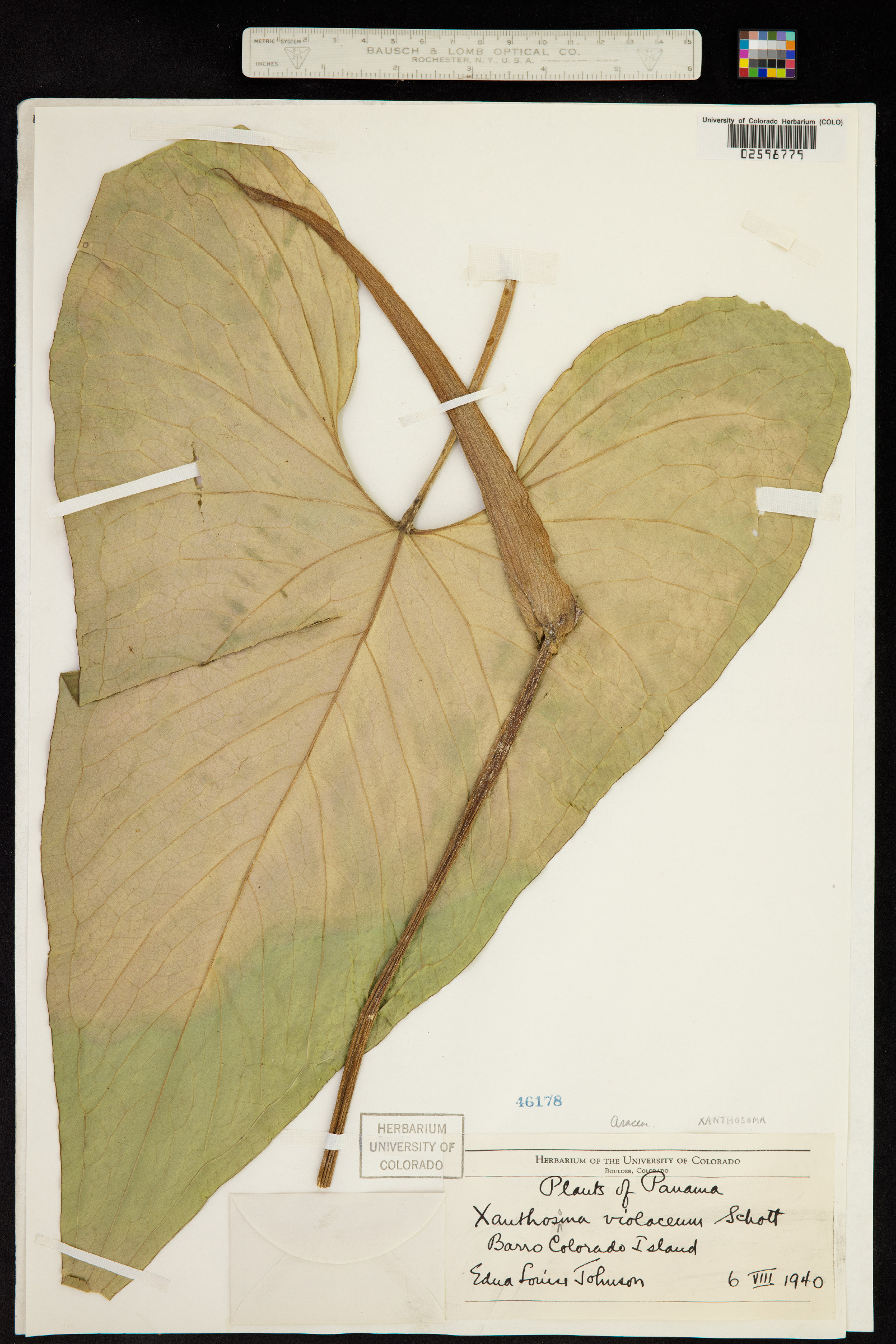 Araceae image
