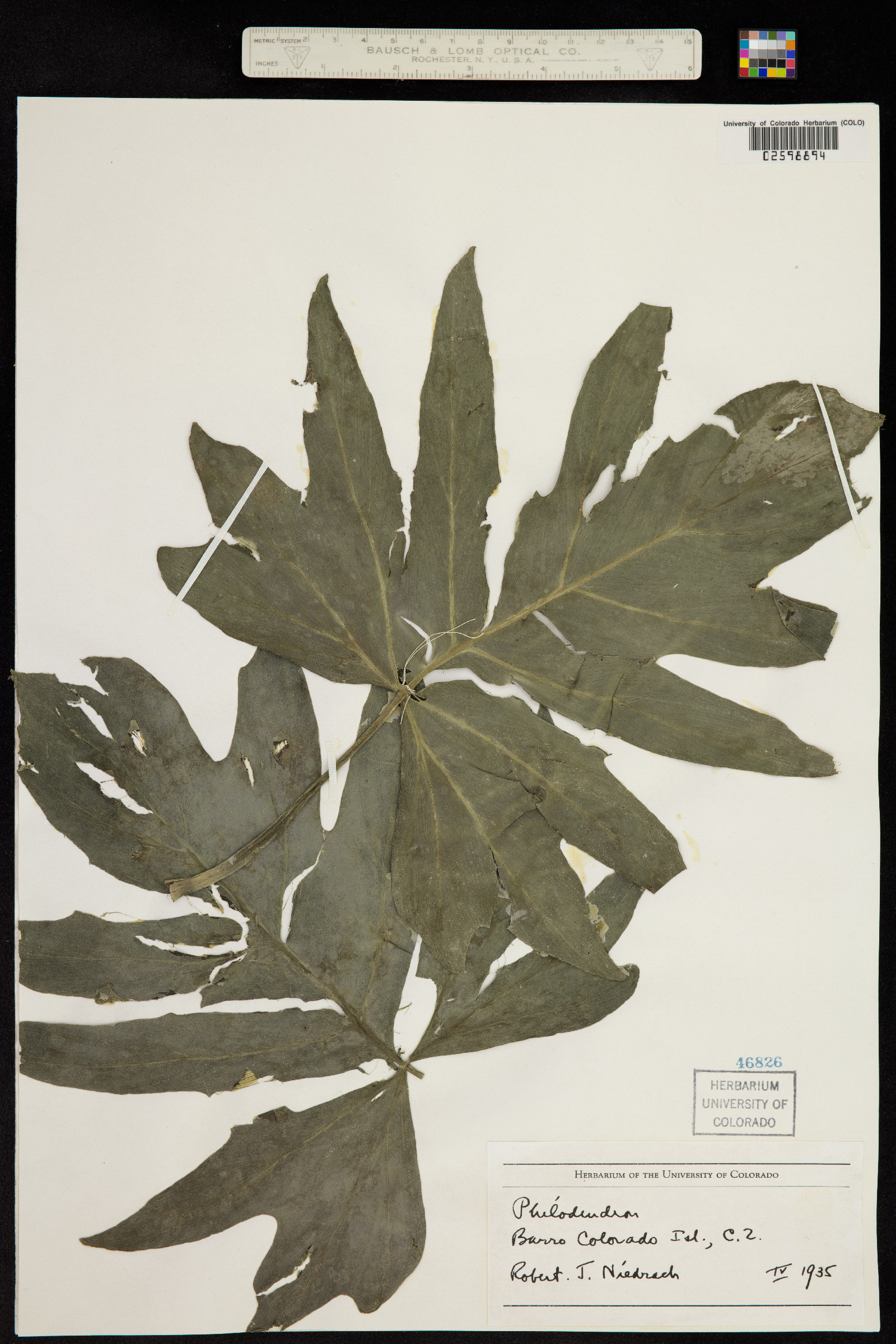 Philodendron image