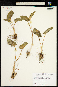Arum cylindraceum image