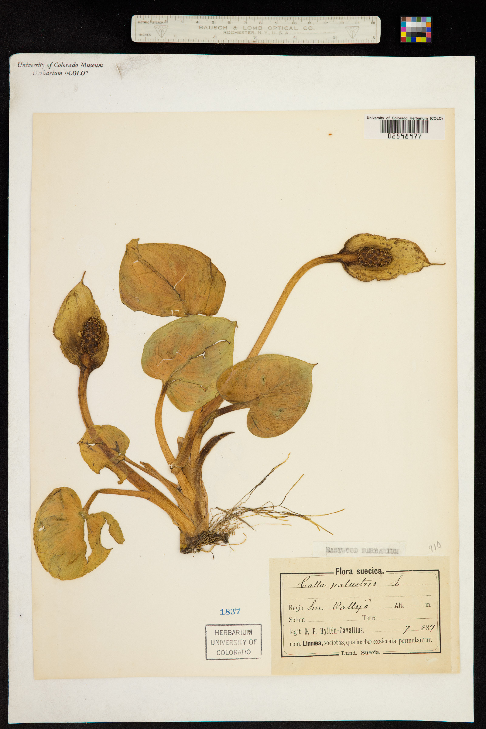 Calla palustris image