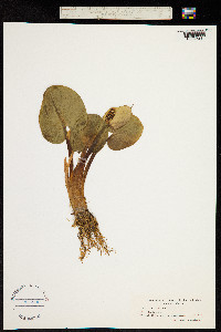 Calla palustris image