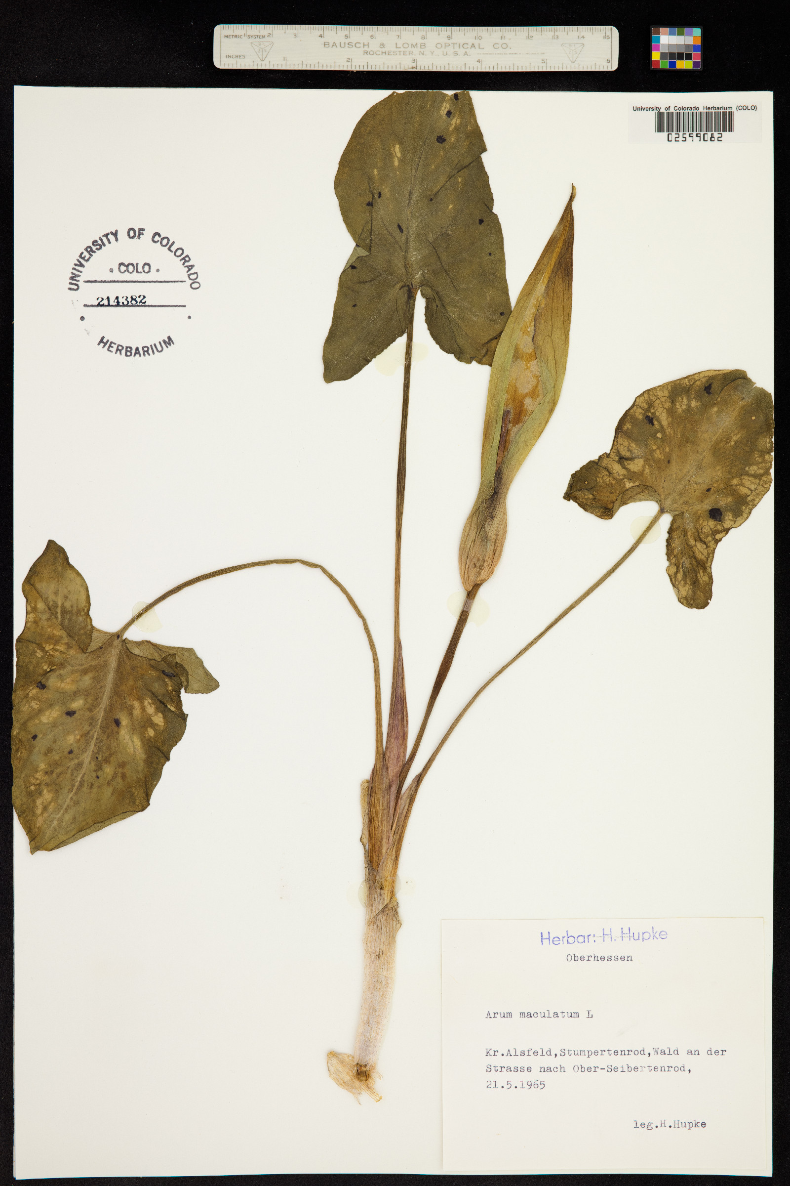 Arum maculatum image