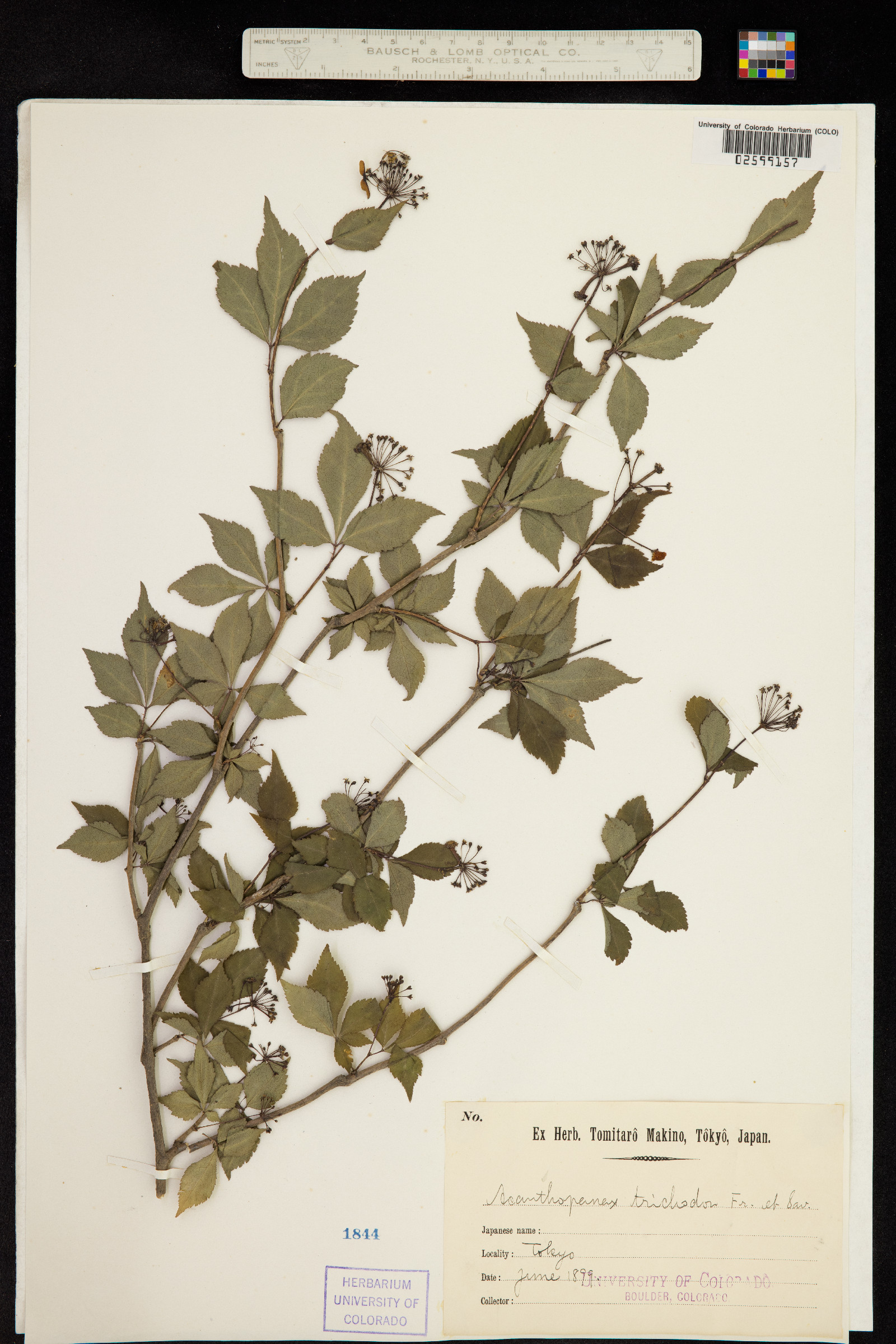 Eleutherococcus trichodon image
