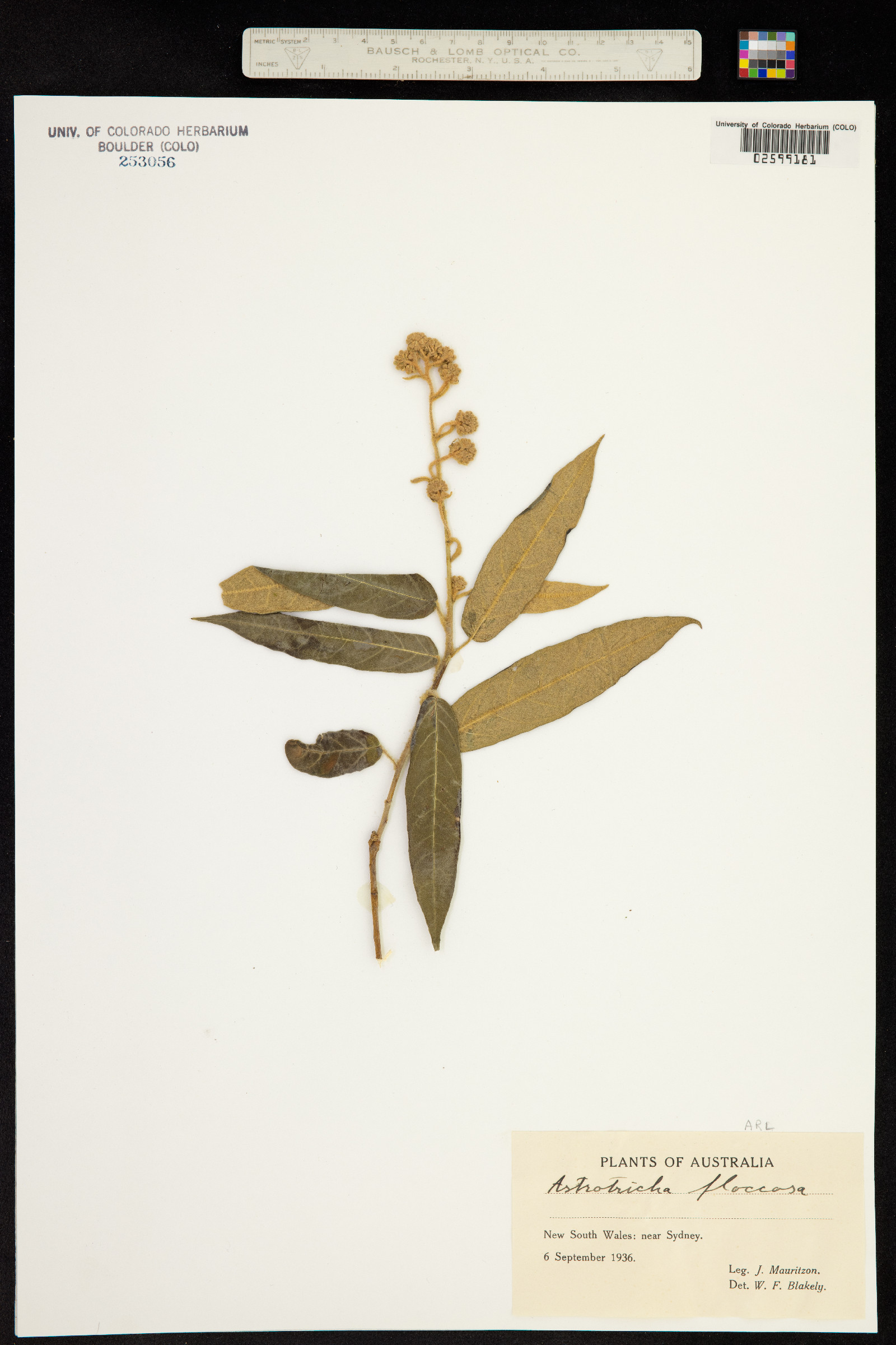Astrotricha floccosa image