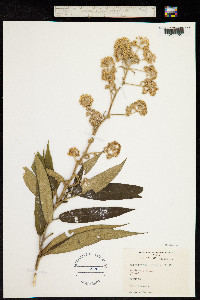 Image of Astrotricha floccosa