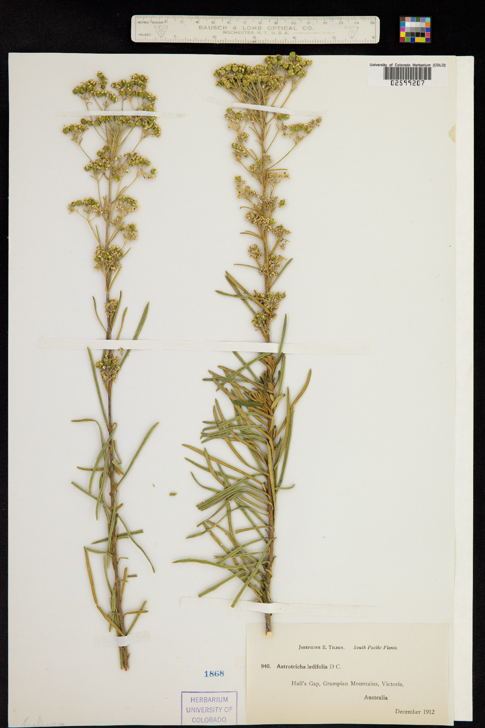 Astrotricha ledifolia image