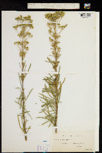 Astrotricha ledifolia image
