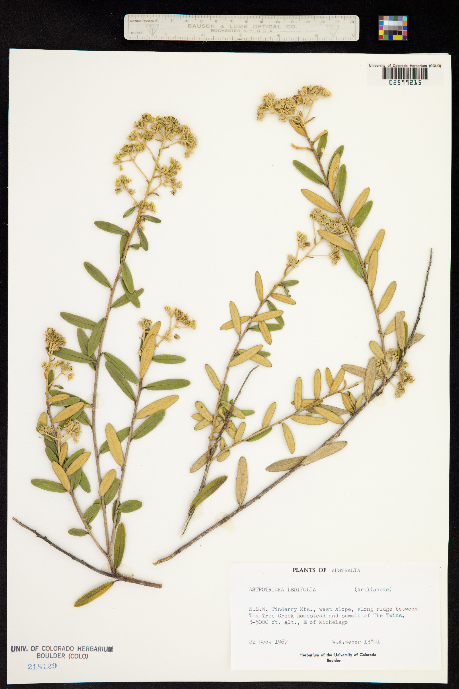 Astrotricha ledifolia image
