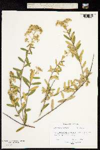 Image of Astrotricha ledifolia