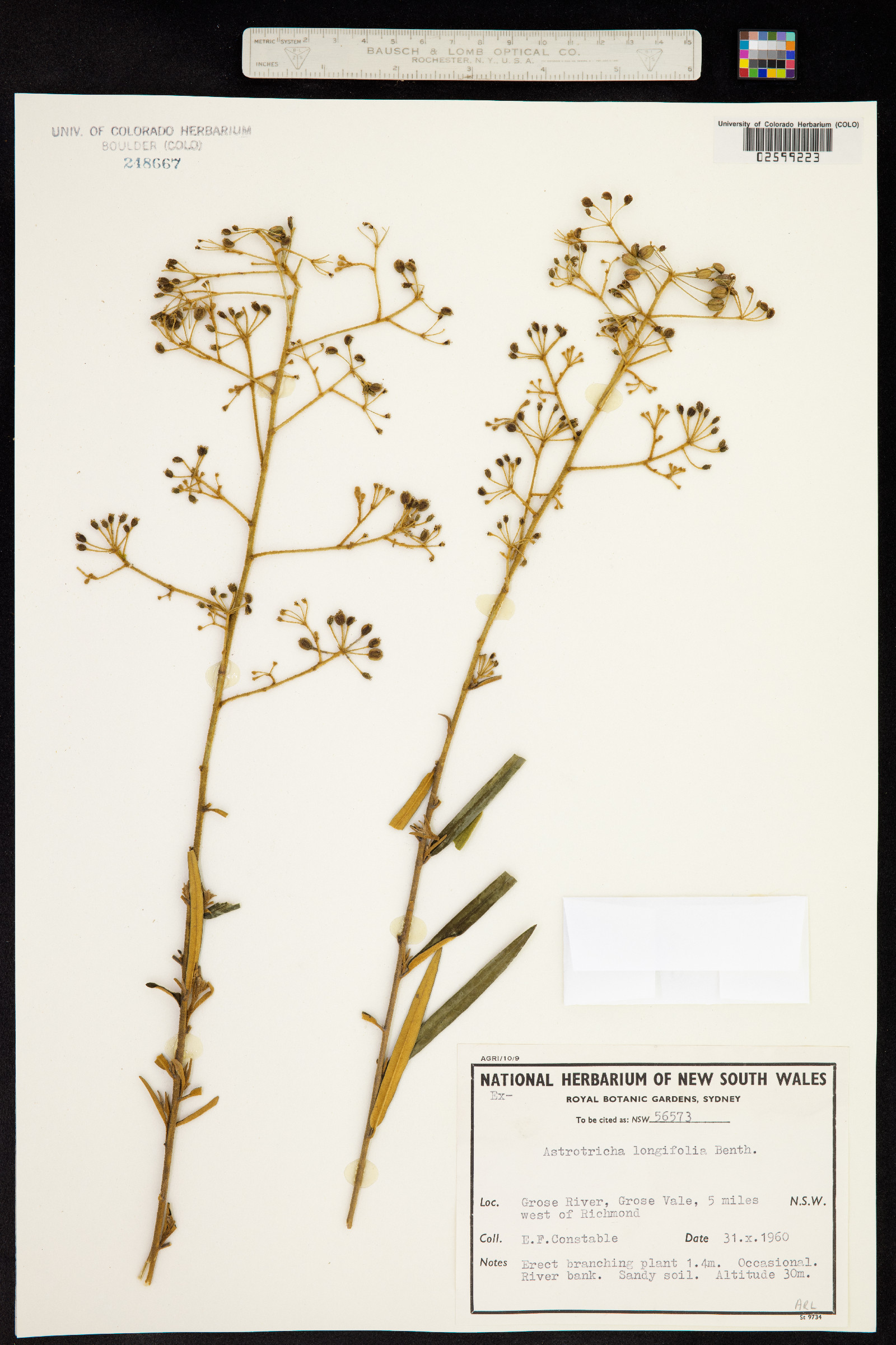 Astrotricha longifolia image