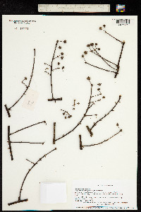 Brassaiopsis glomerulata image