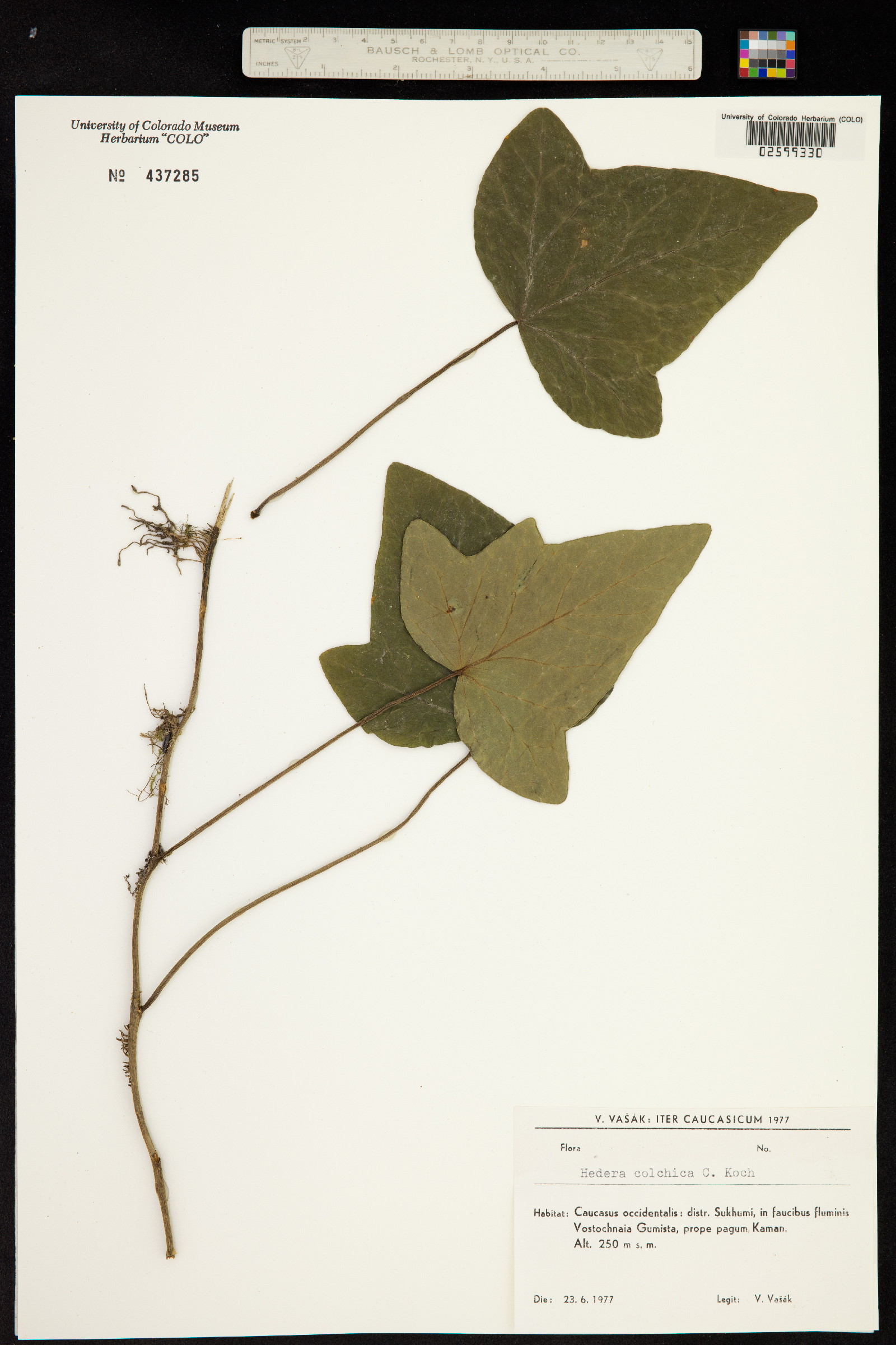 Hedera colchica image