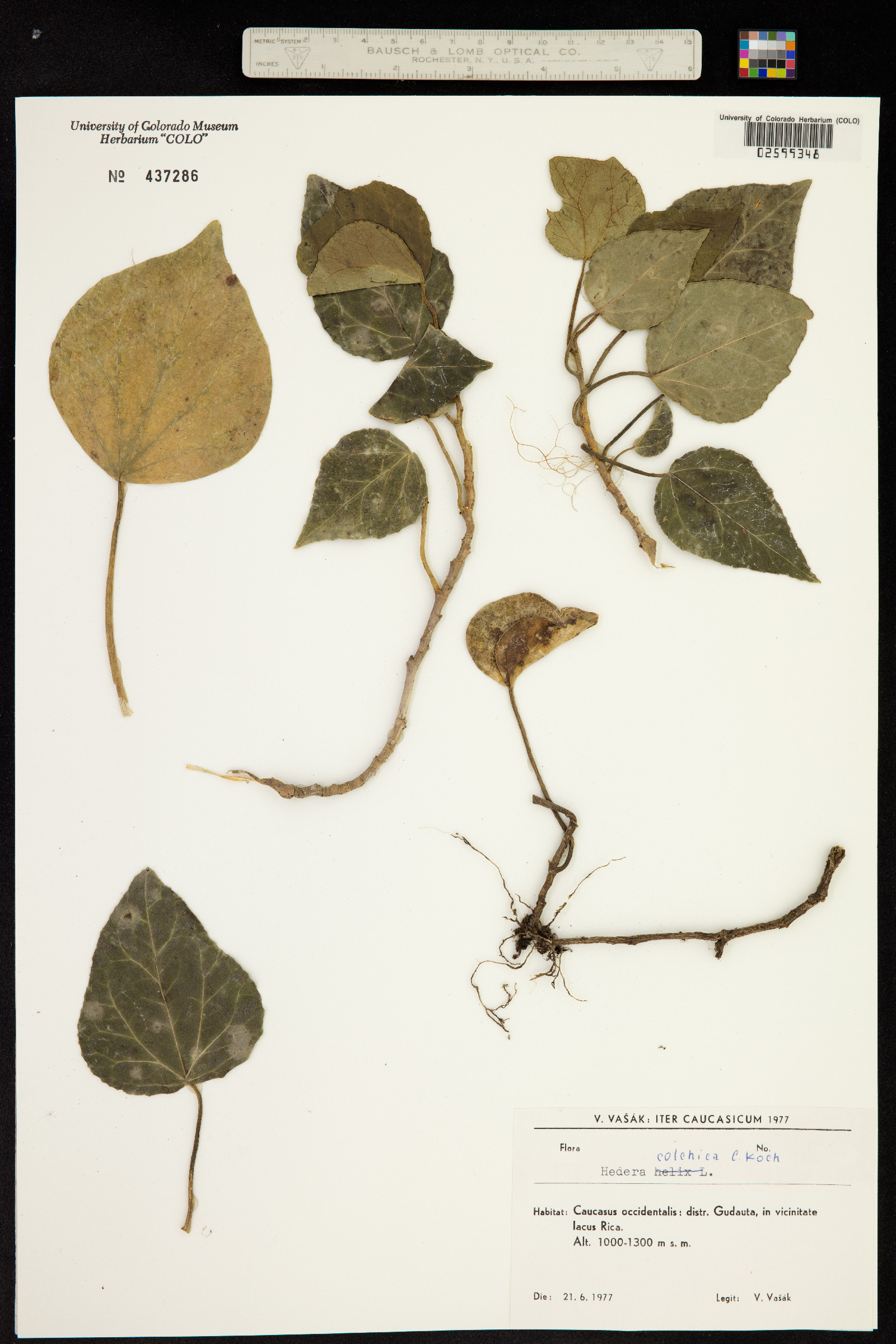 Hedera image