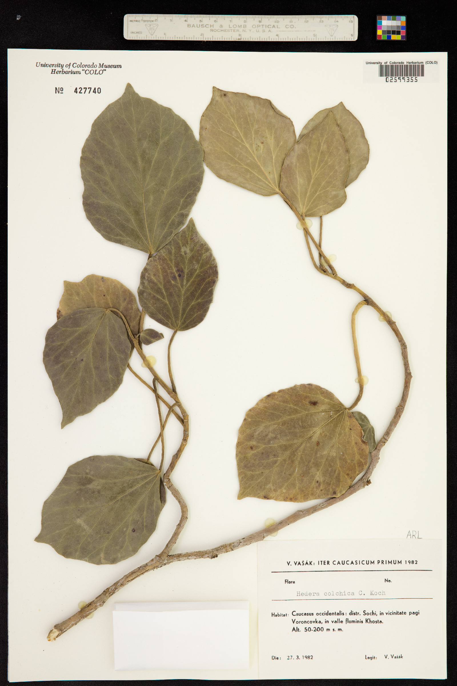 Hedera colchica image