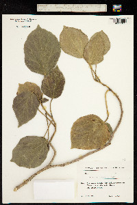 Image of Hedera colchica