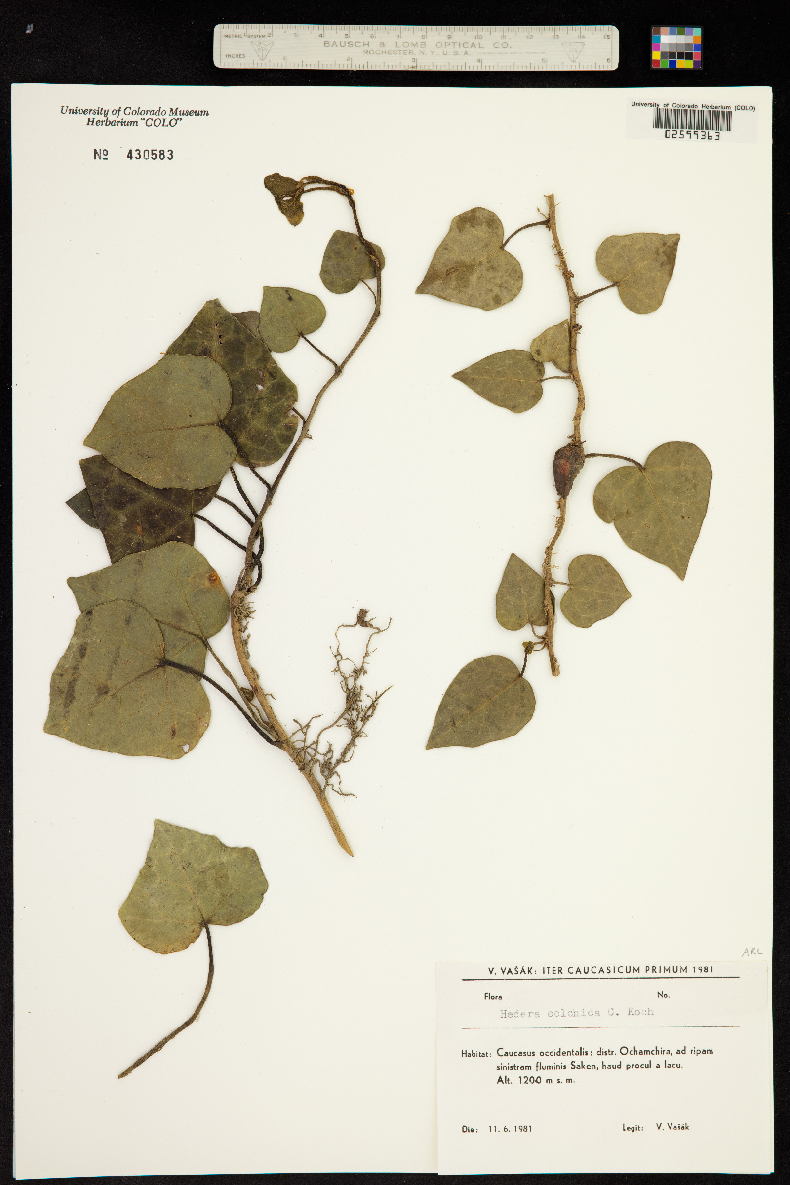 Hedera colchica image