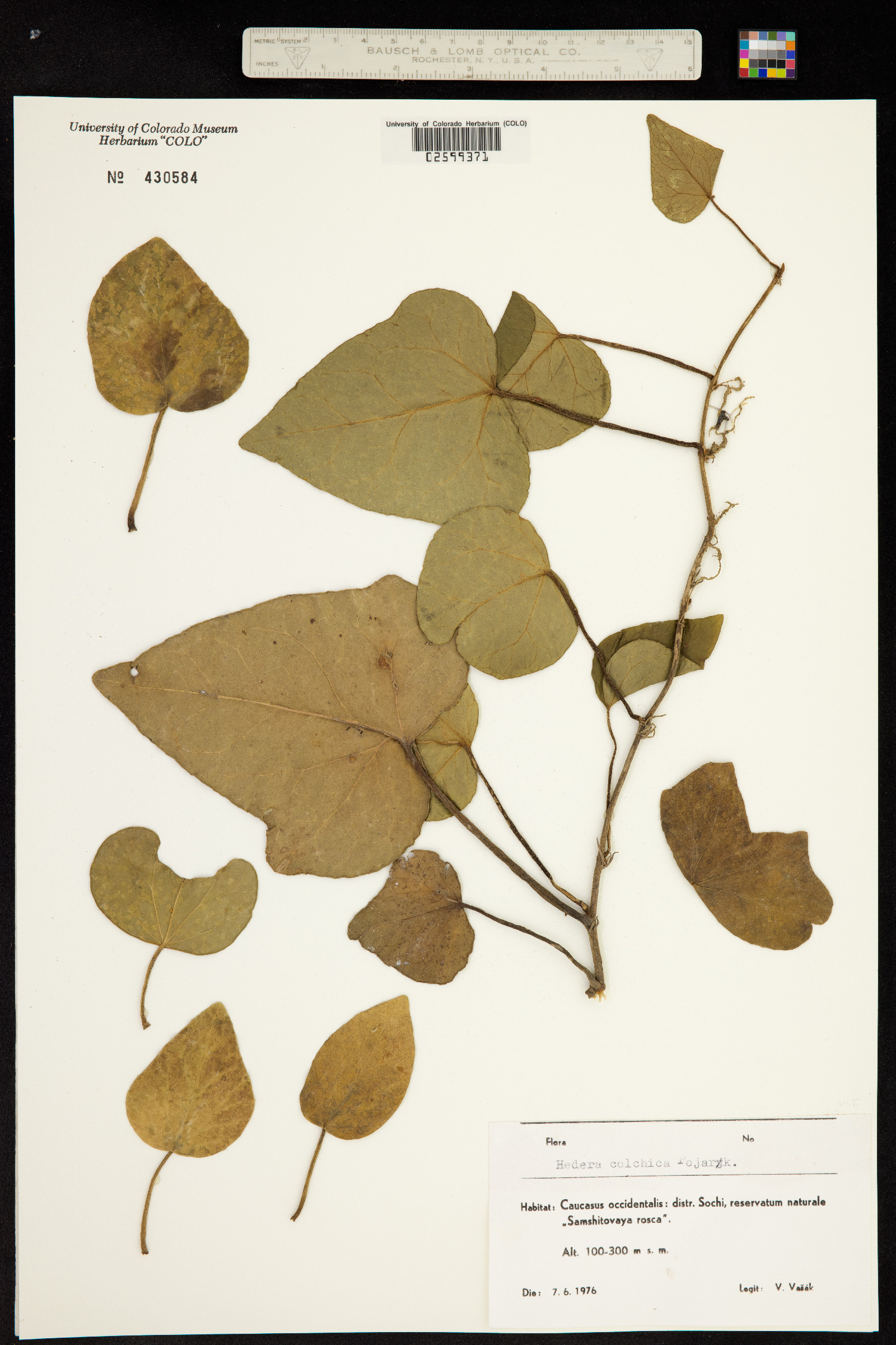 Hedera colchica image