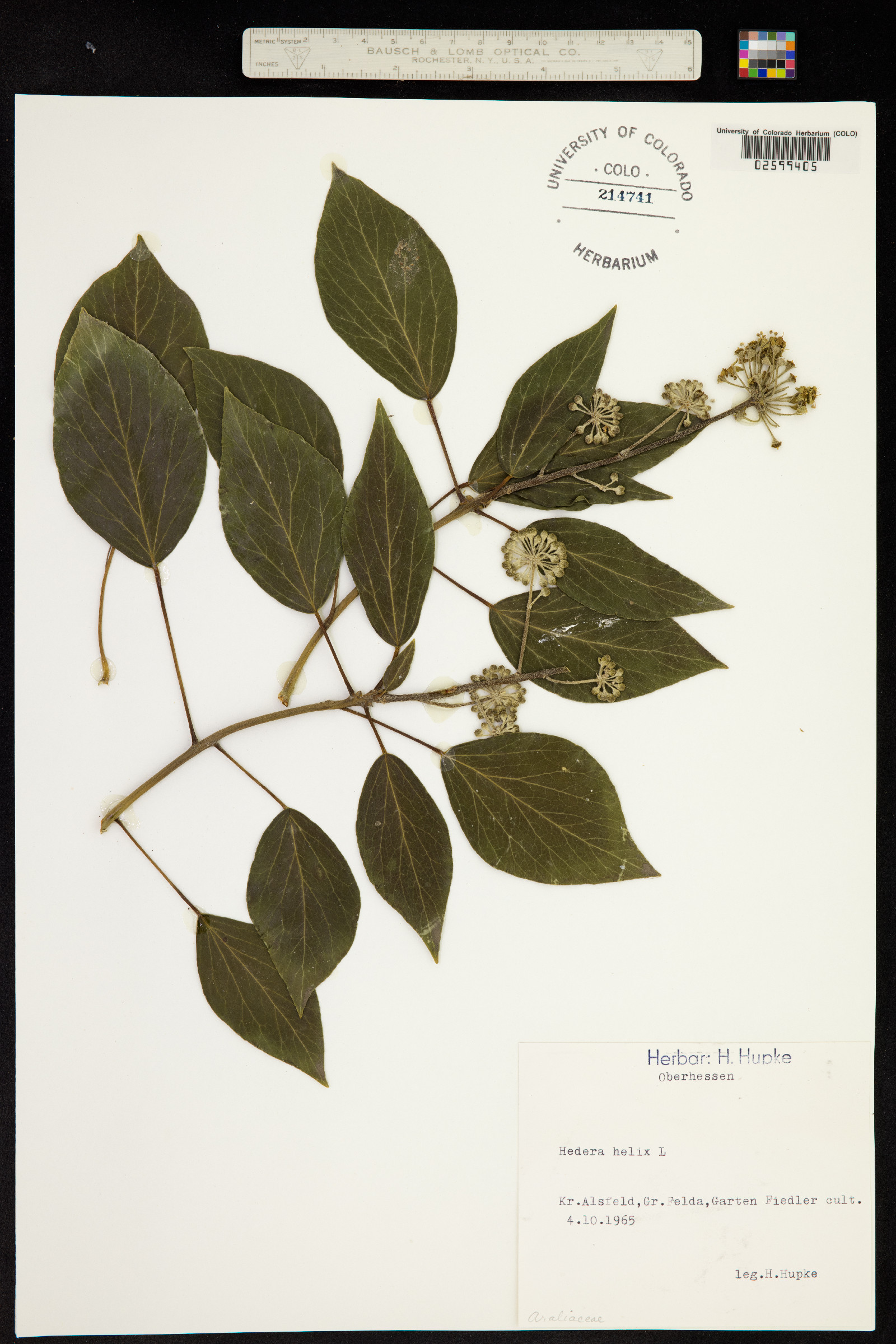 Hedera helix image