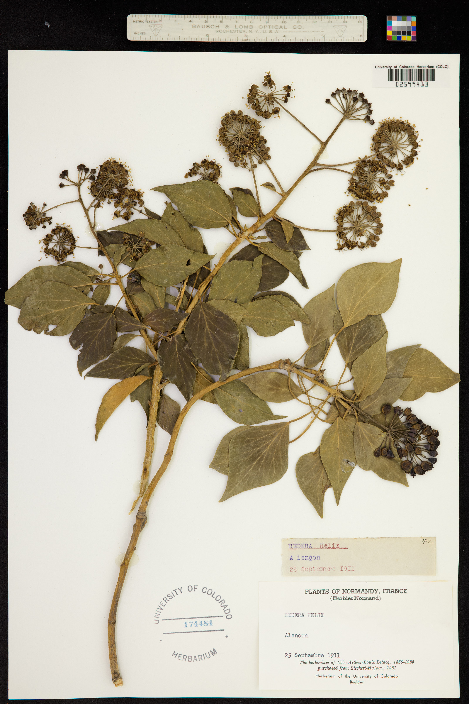 Hedera helix image