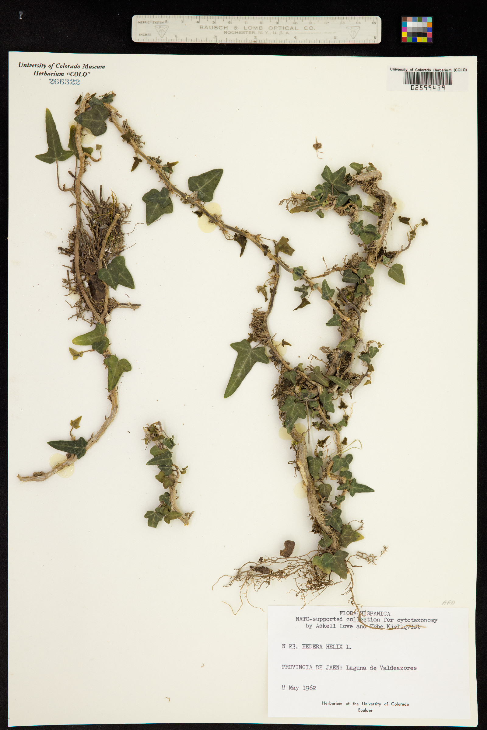 Hedera helix image