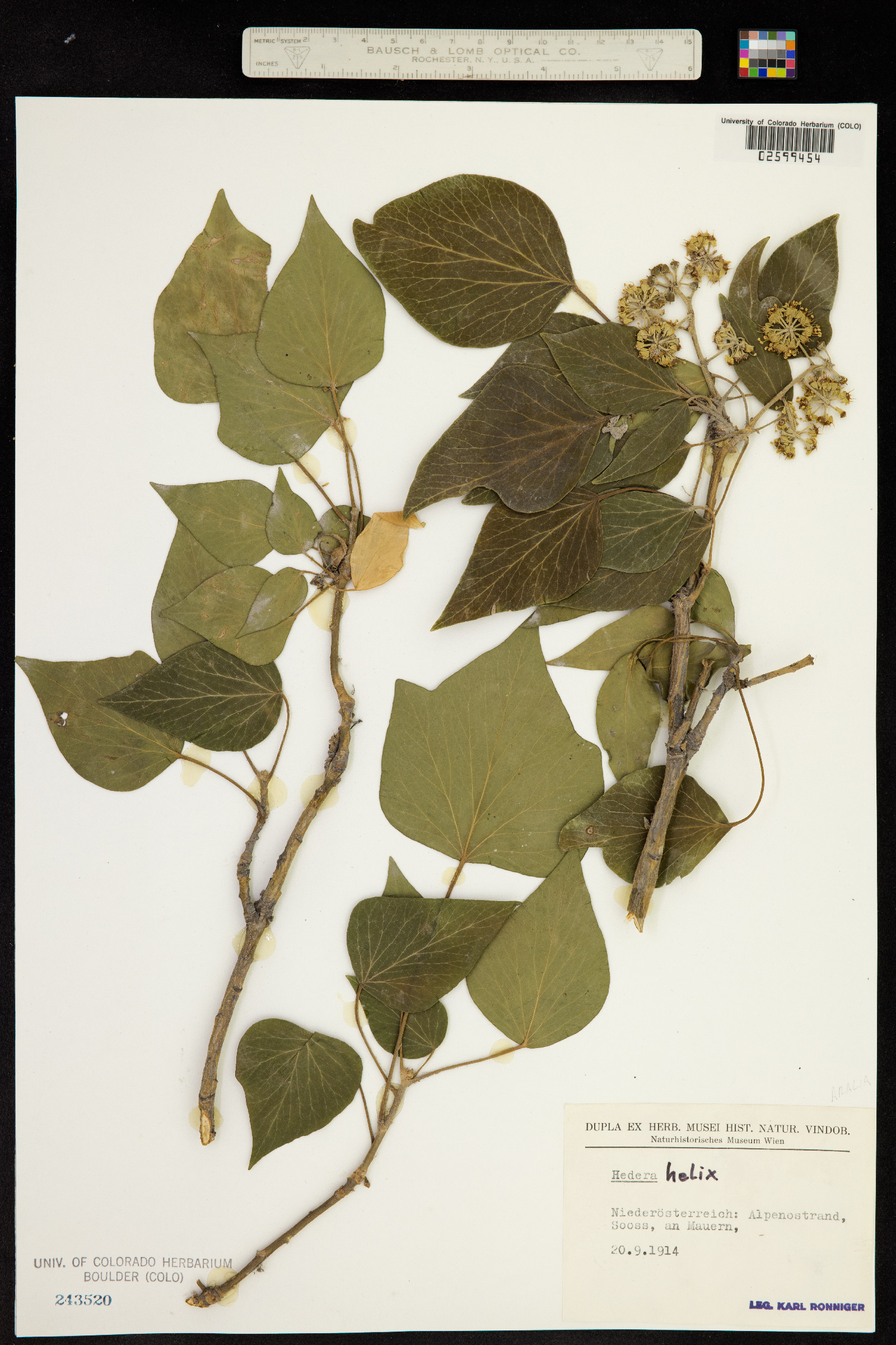 Hedera helix image