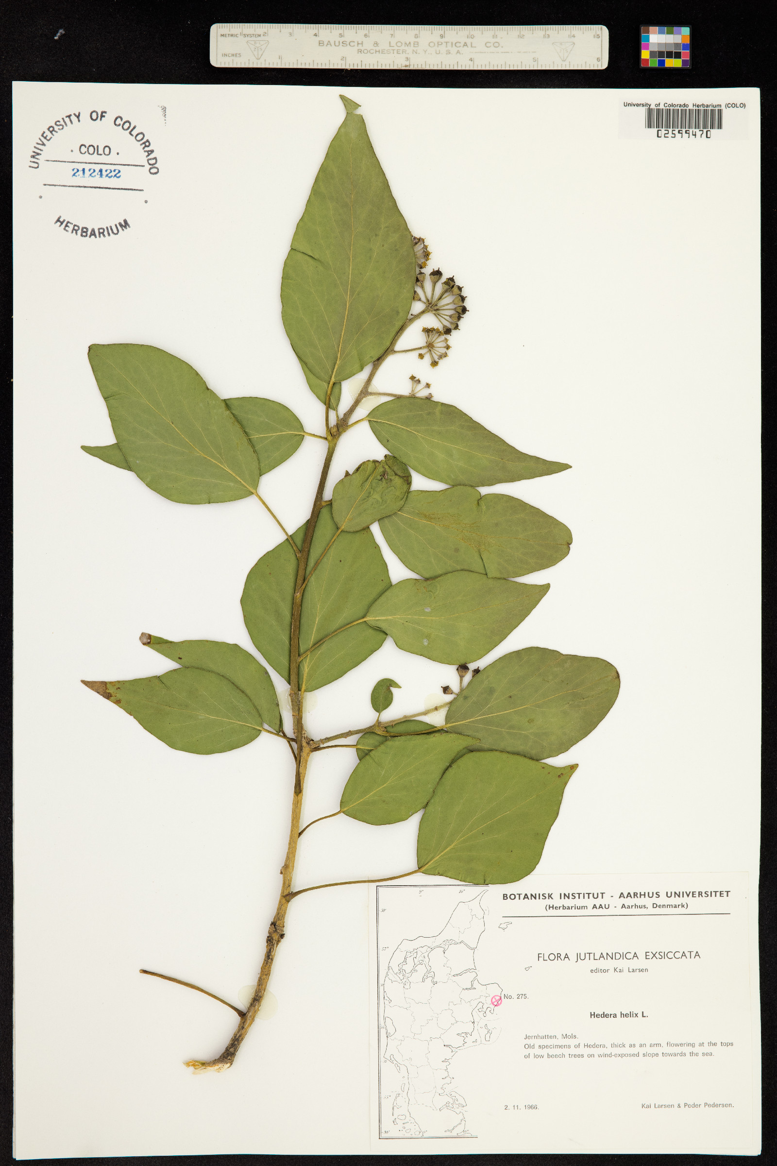 Hedera helix image