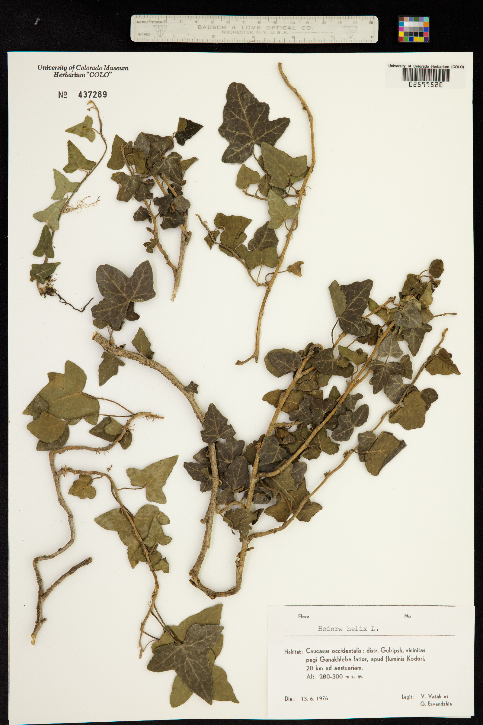 Hedera image